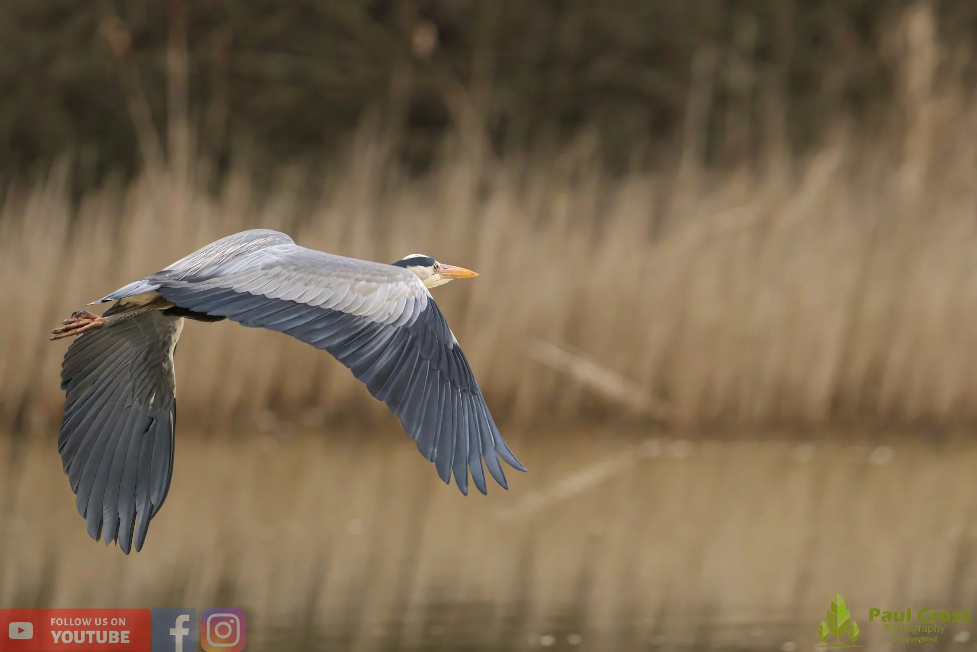 Grey Heron-00530.jpg