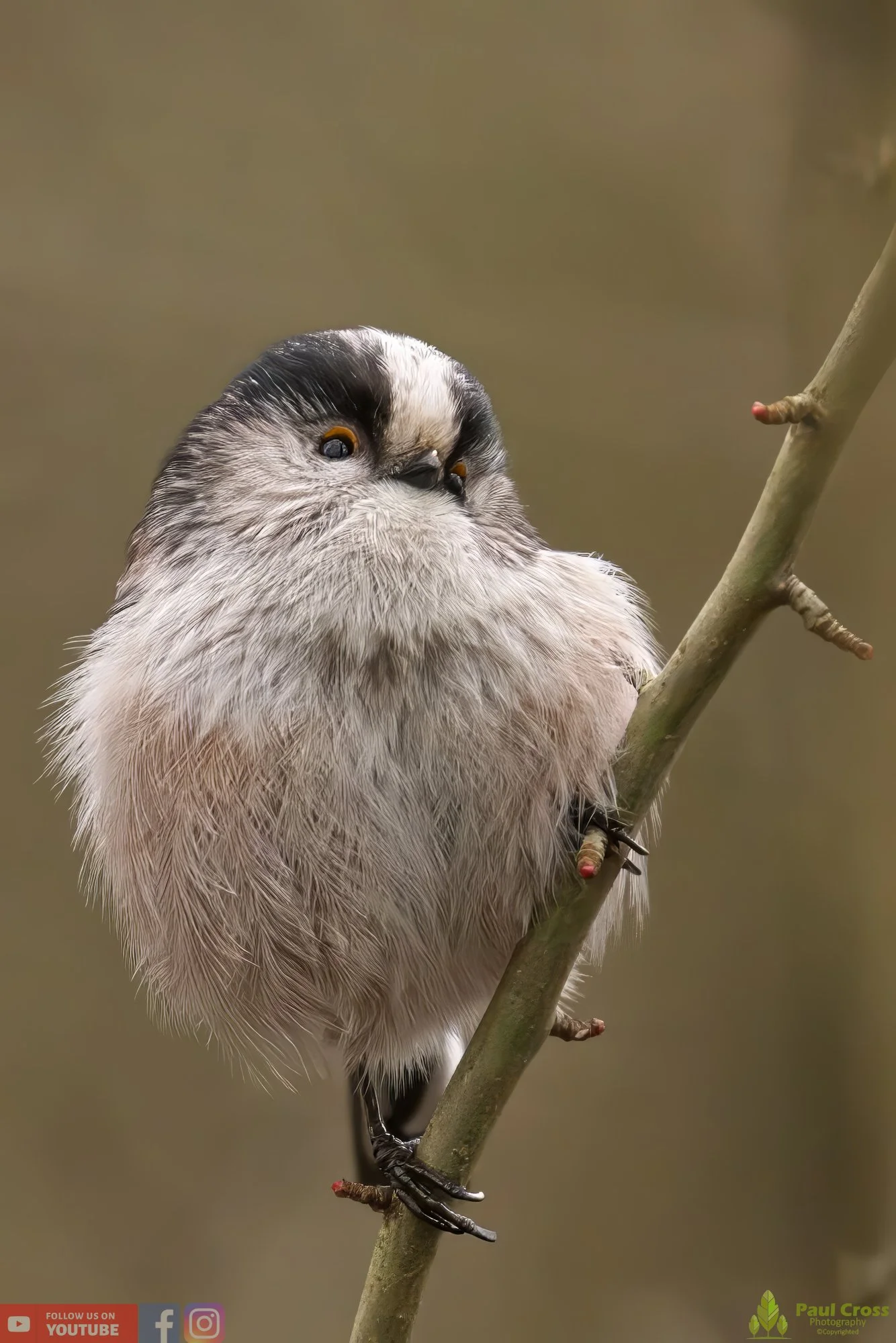 Long Tailed Tit-00292.jpg