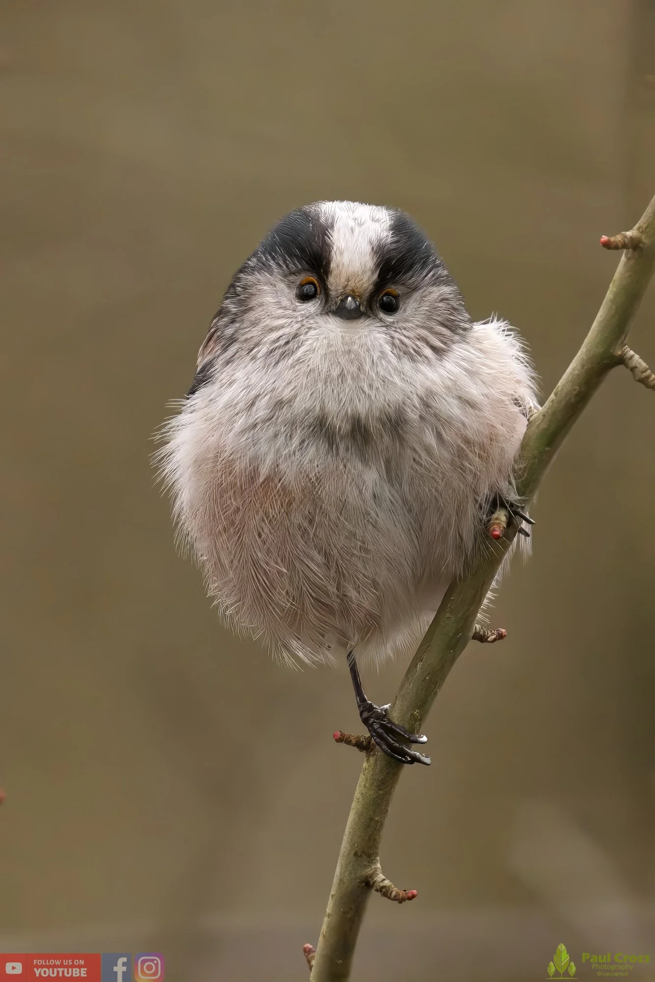 Long Tailed Tit-00293.jpg