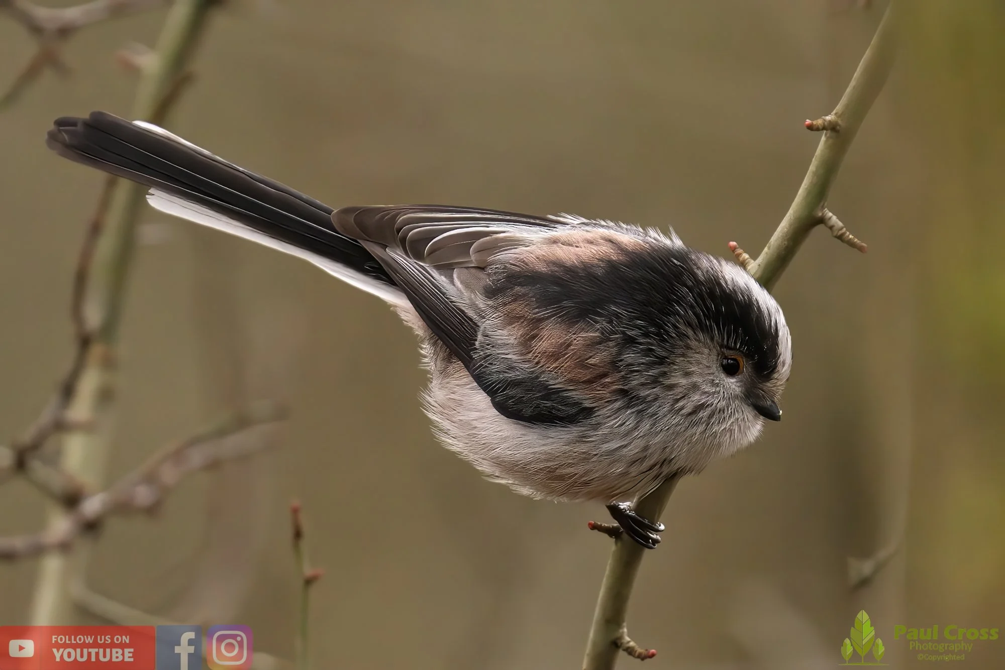 Long Tailed Tit-00294.jpg