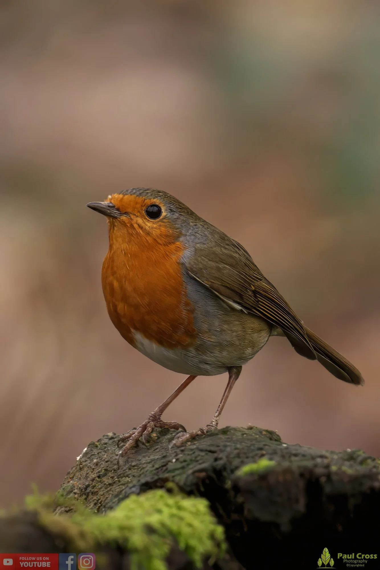 Robin-00272.jpg