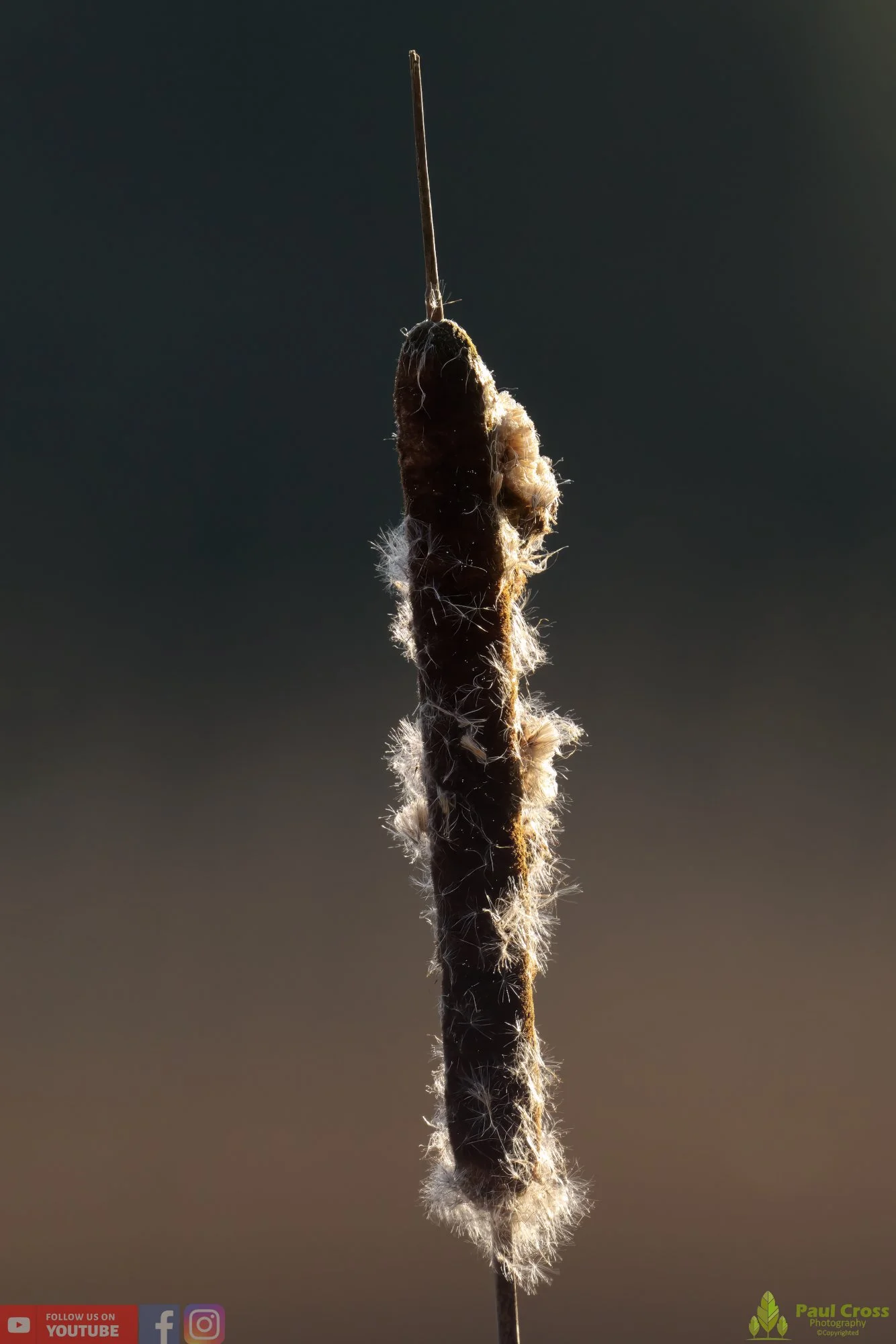 Bull Rush-00022.jpg