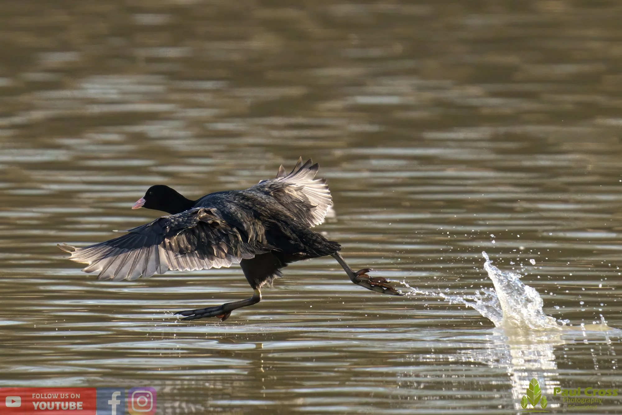 Coot-00341.jpg