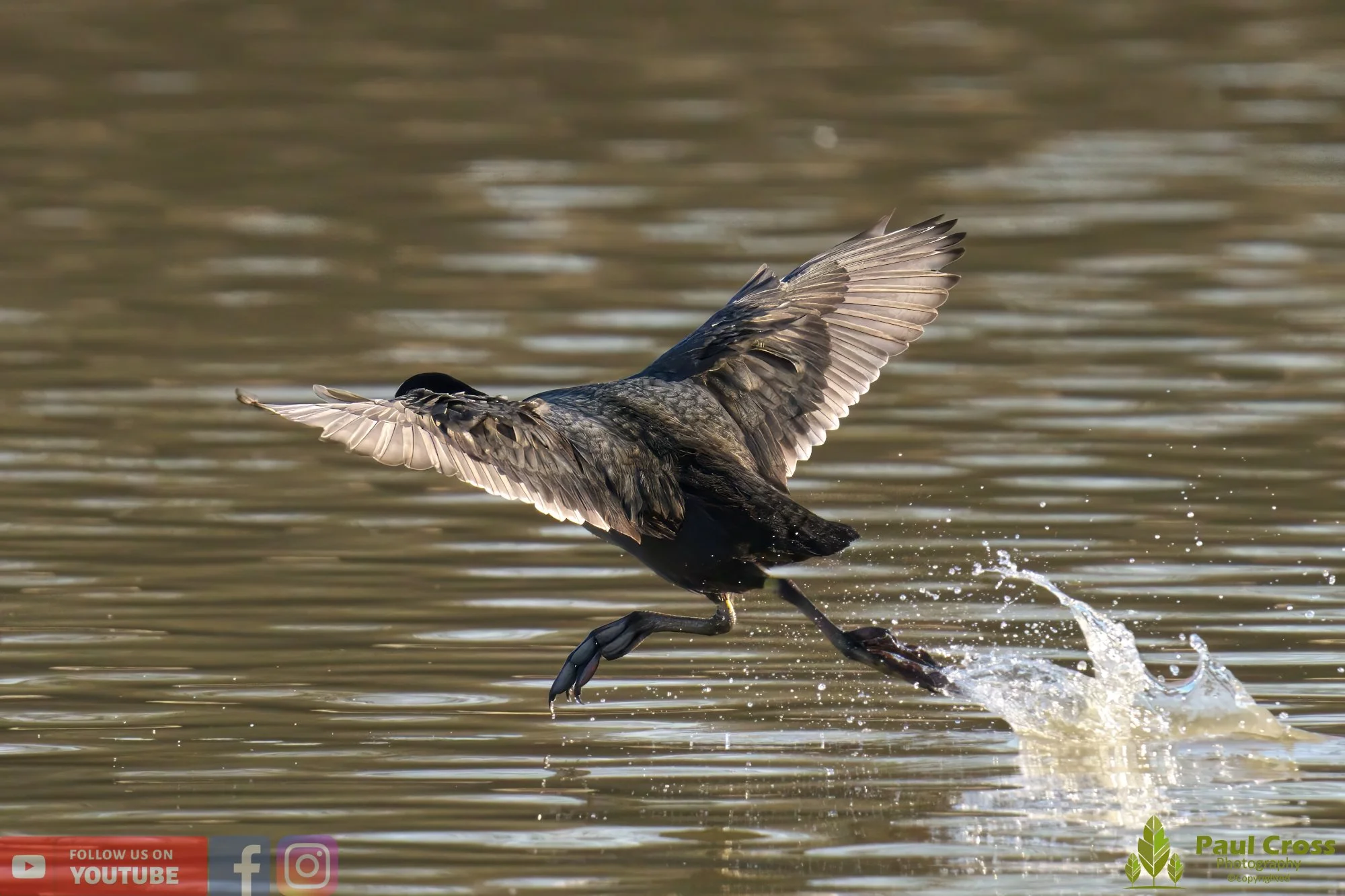 Coot-00342.jpg