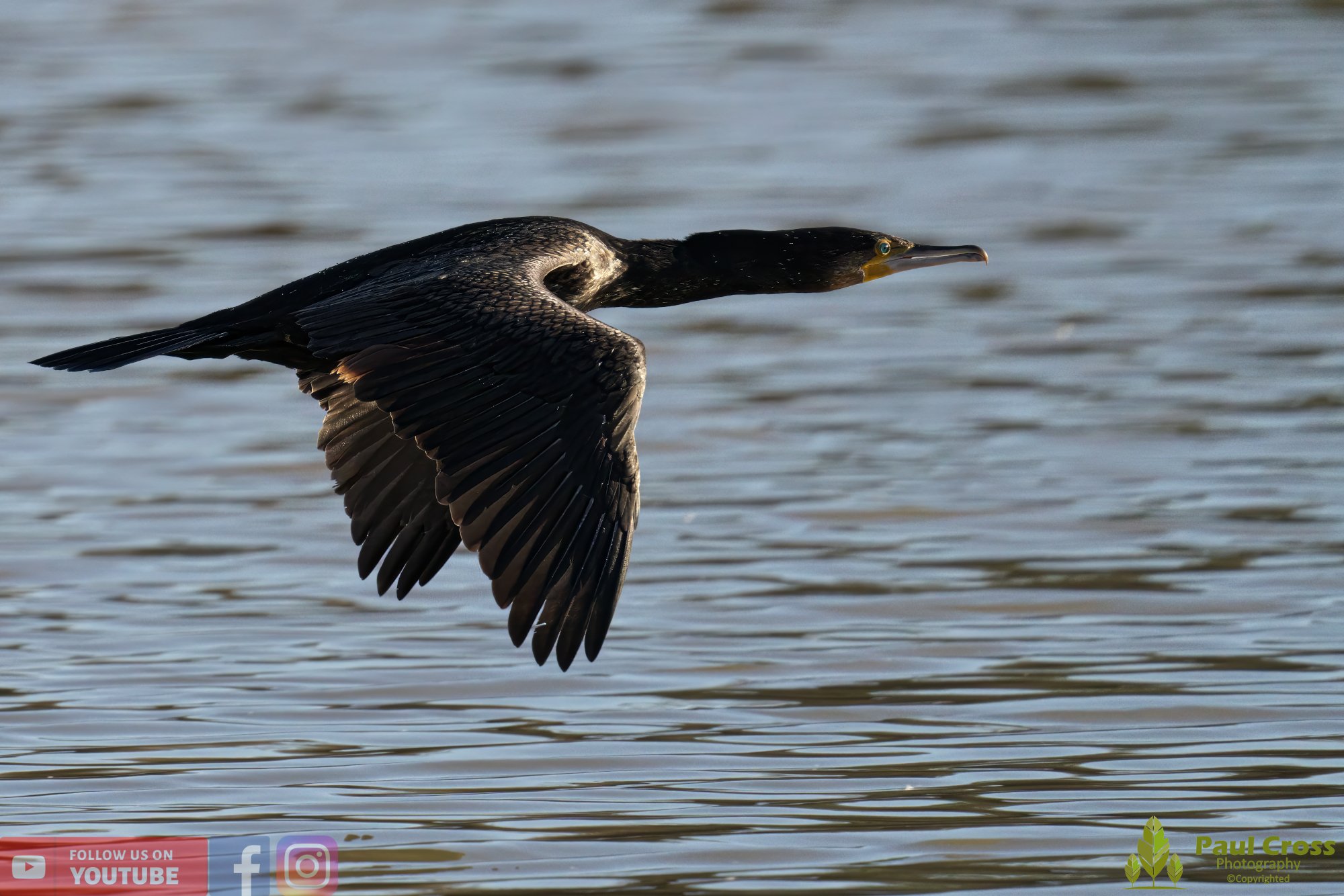Cormorant-00259.jpg