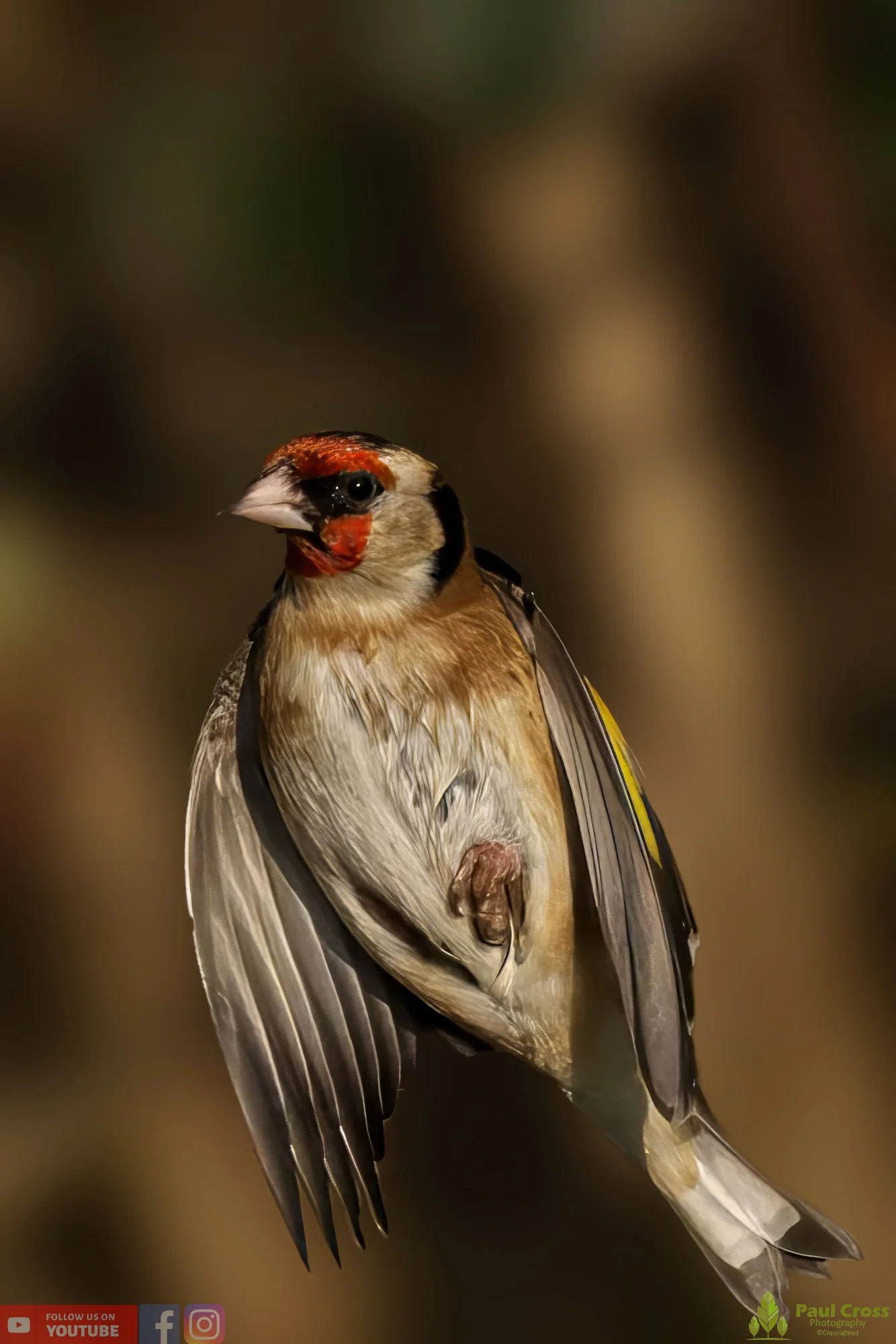 Goldfinch-00205.jpg