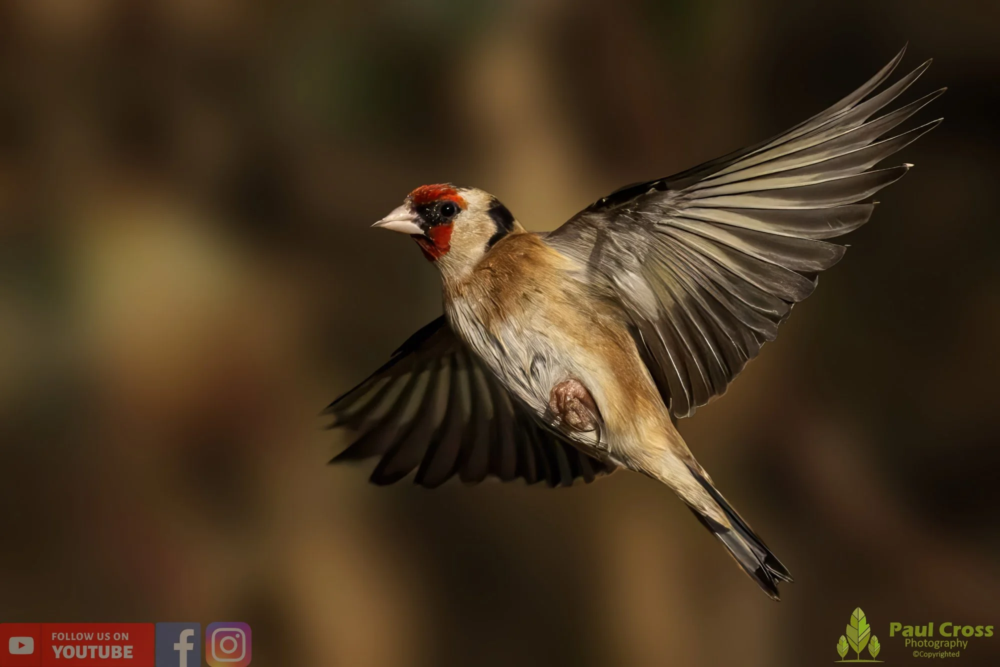 Goldfinch-00206.jpg