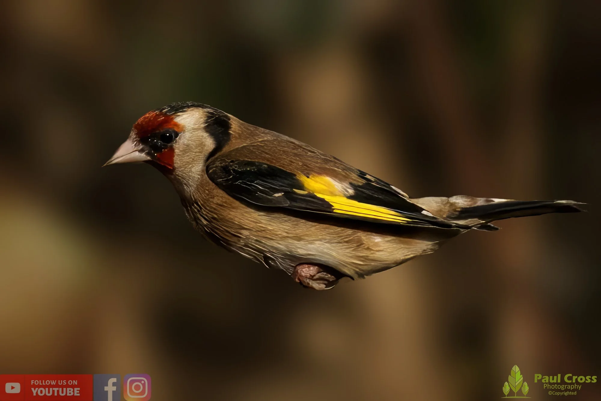 Goldfinch-00207.jpg