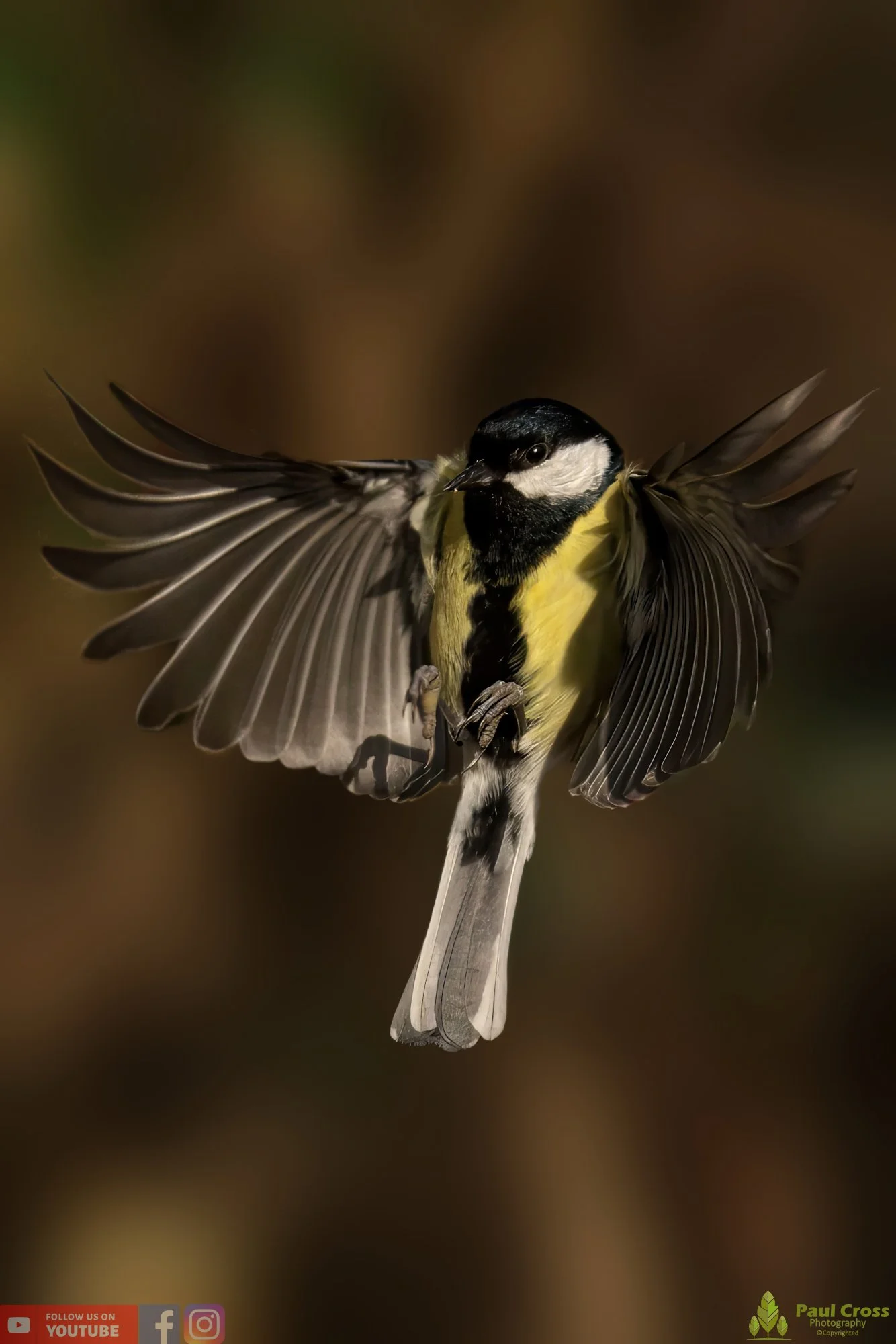 Great Tit-00272.jpg