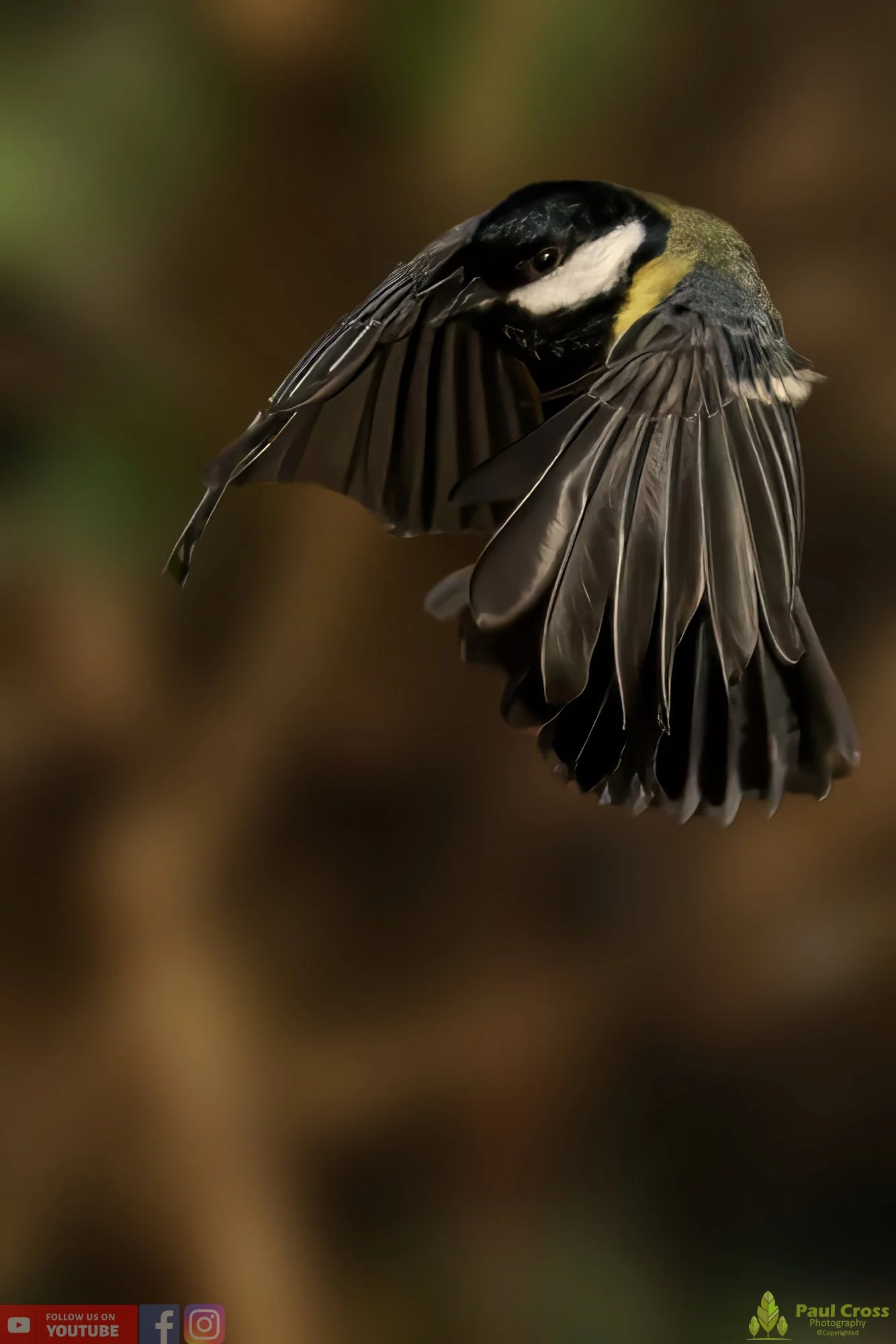 Great Tit-00274.jpg