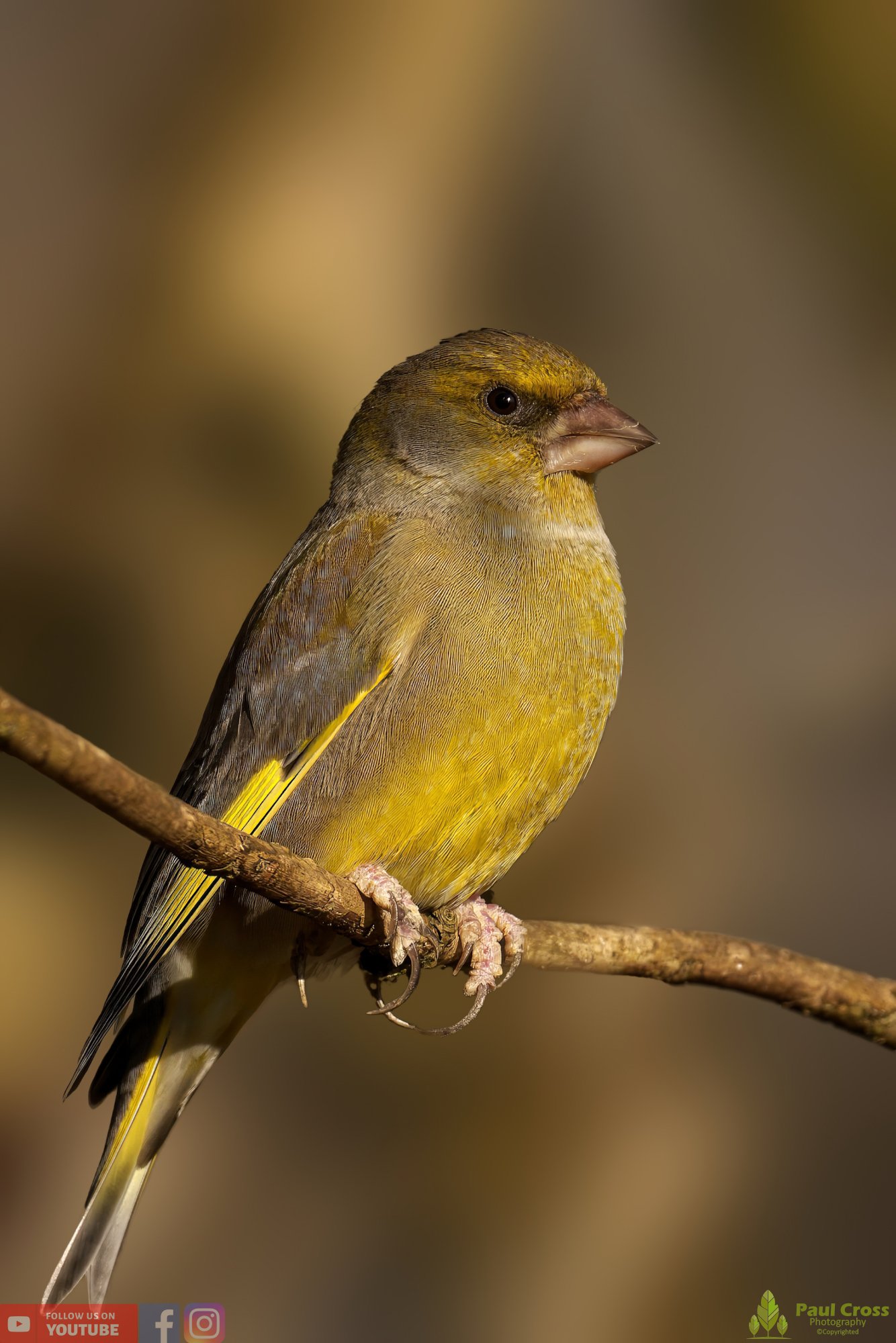 Greenfinch-00075.jpg