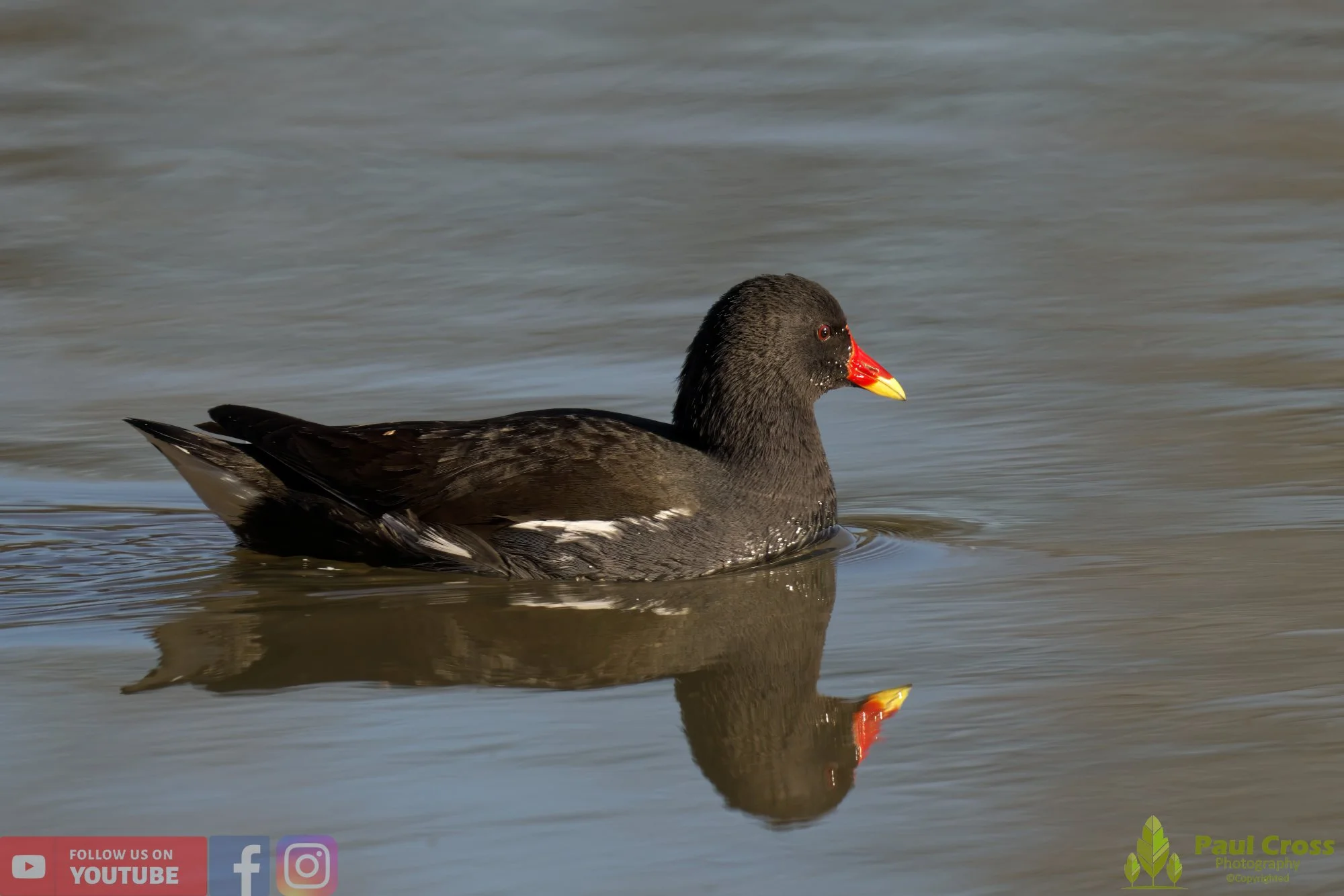 Moorhen-00202.jpg
