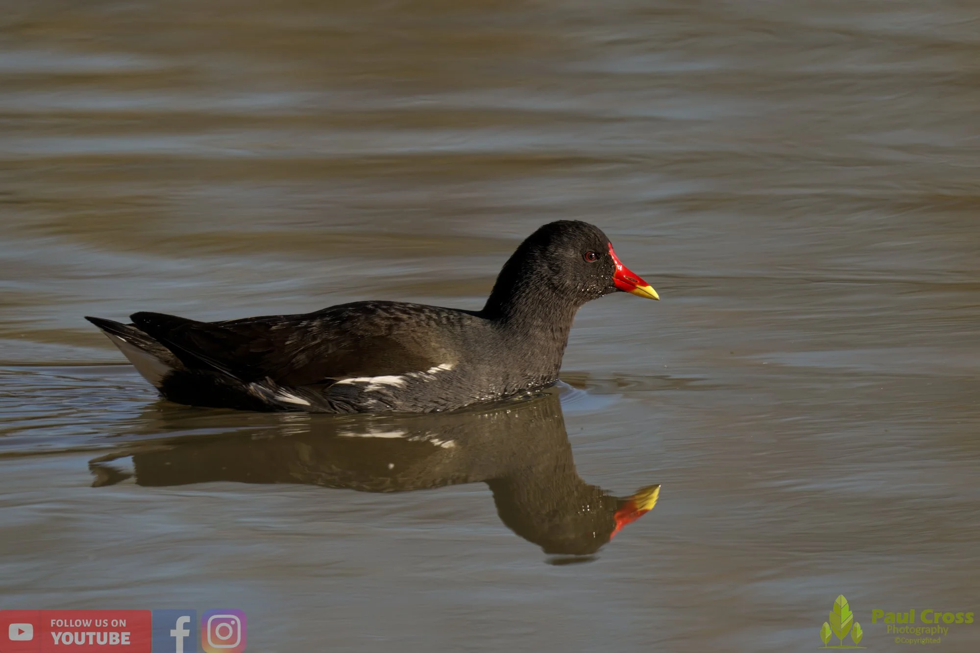 Moorhen-00203.jpg