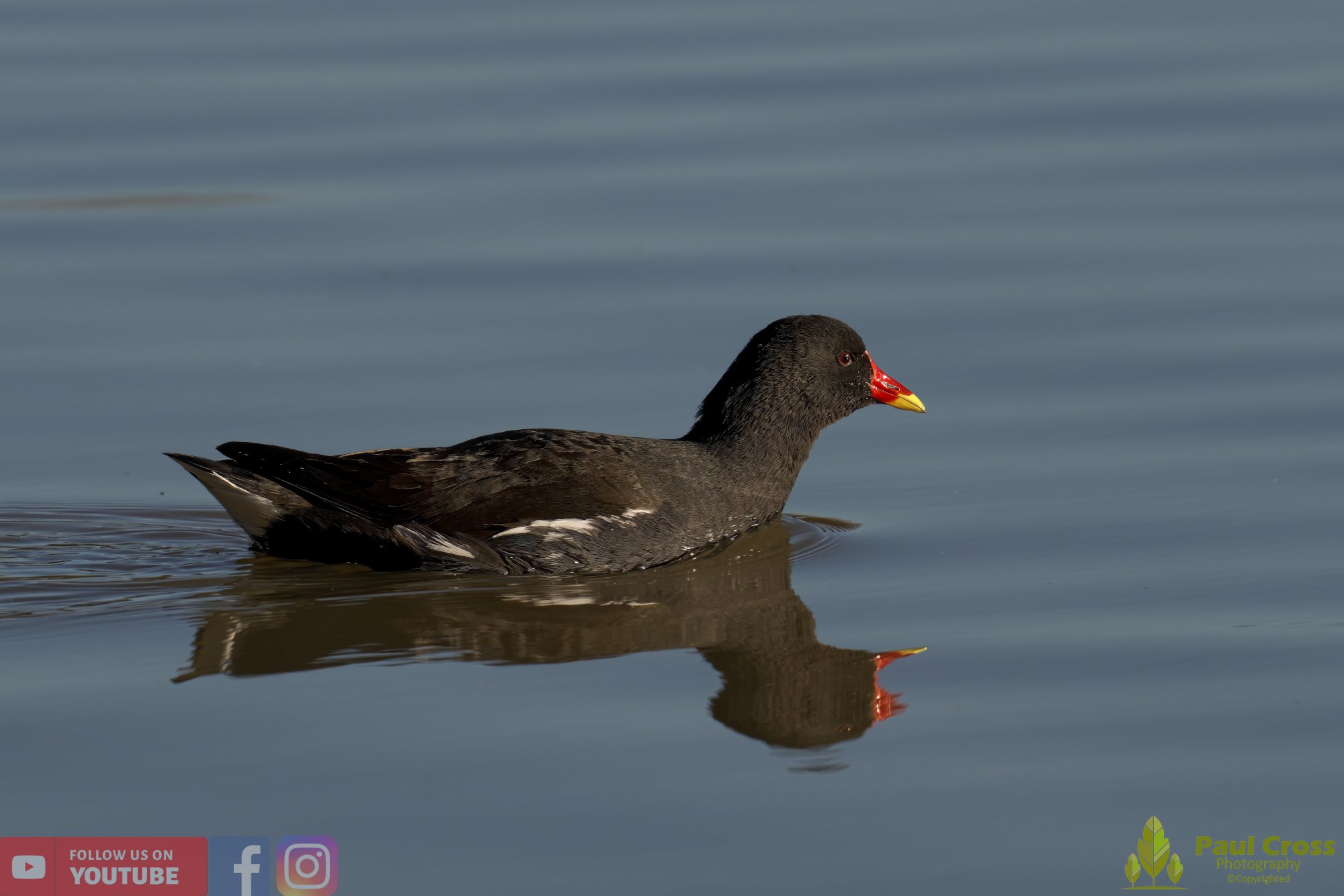 Moorhen-00204.jpg