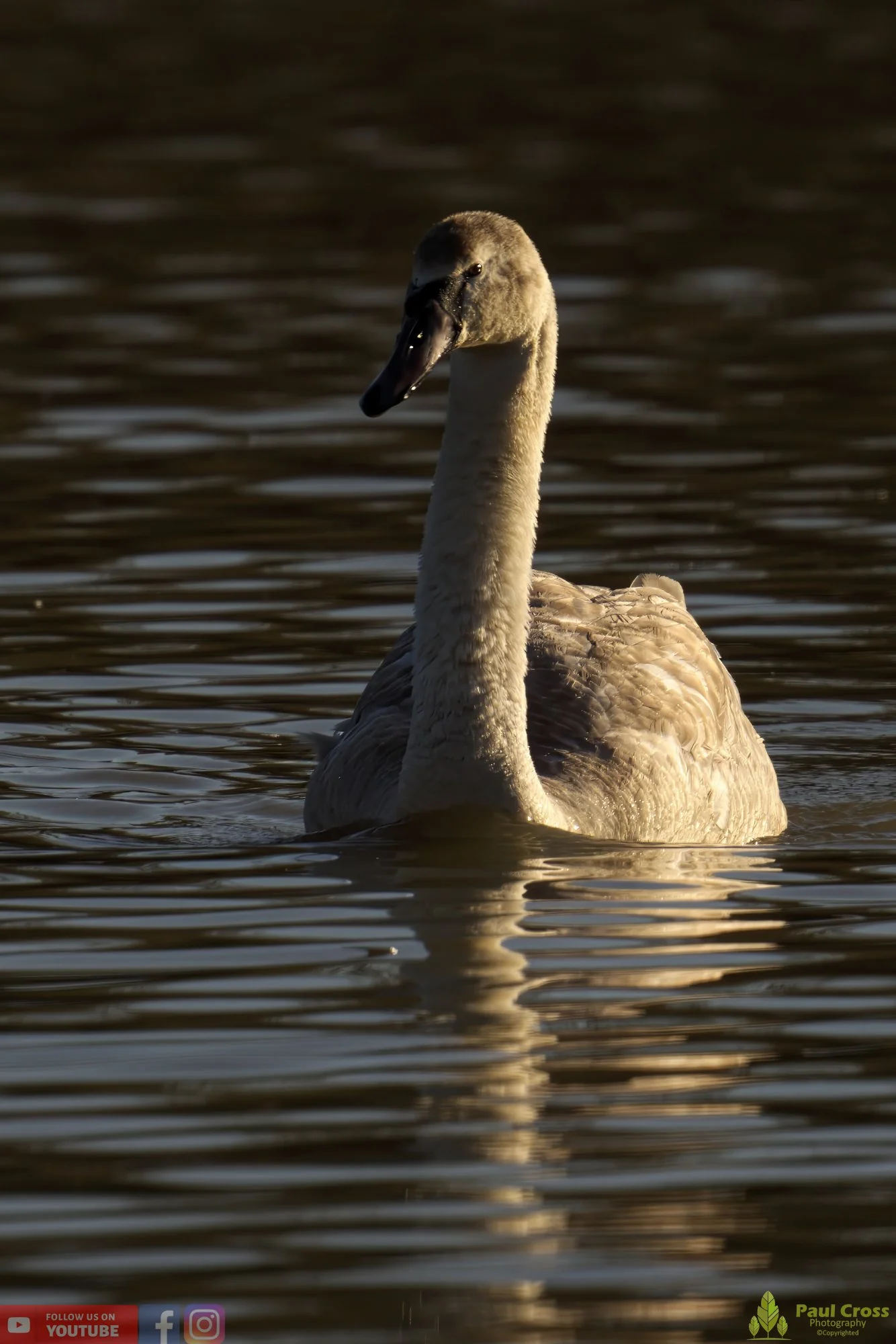 Mute Swan-00212.jpg