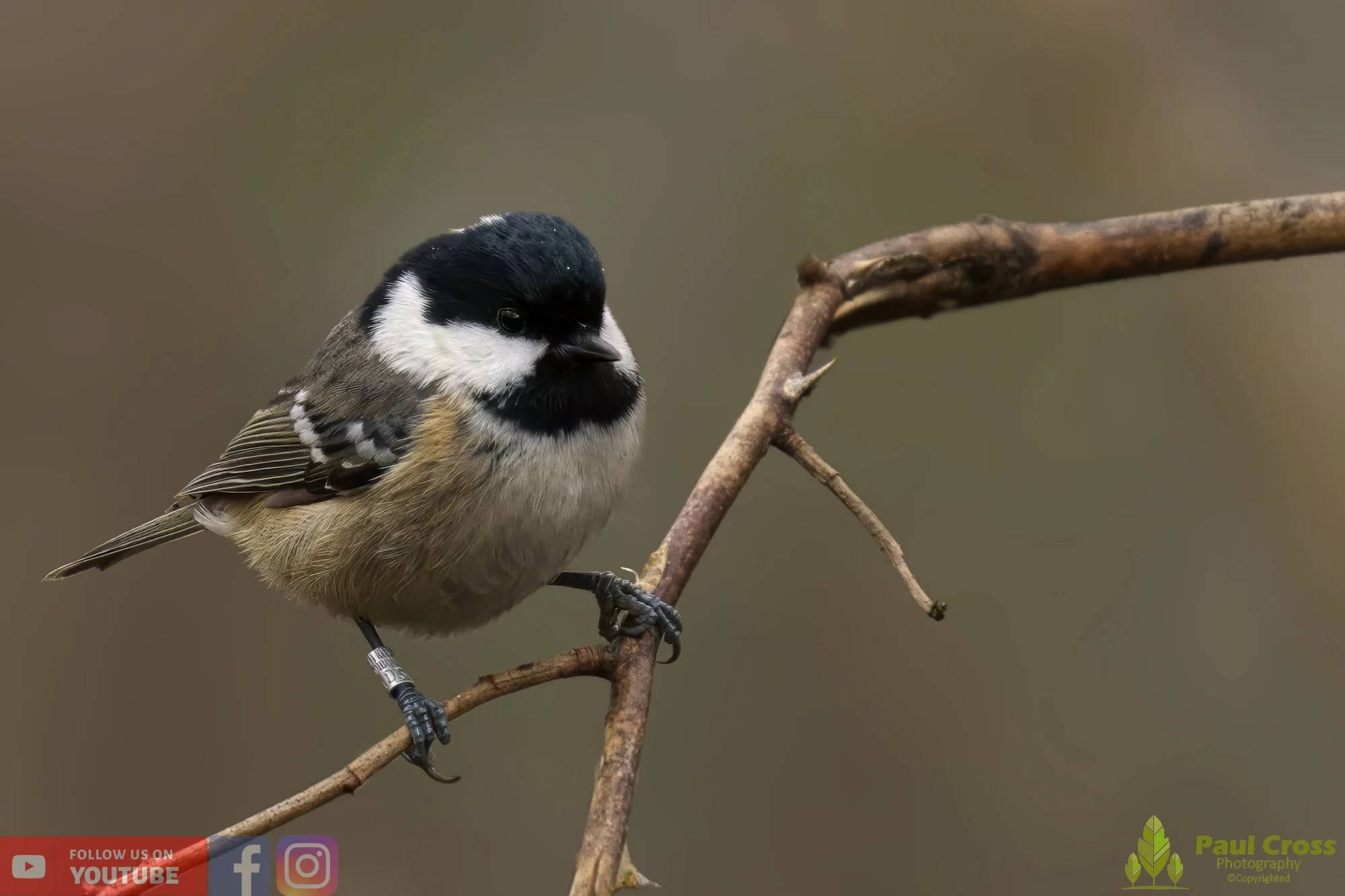 Coal Tit-00135.jpg