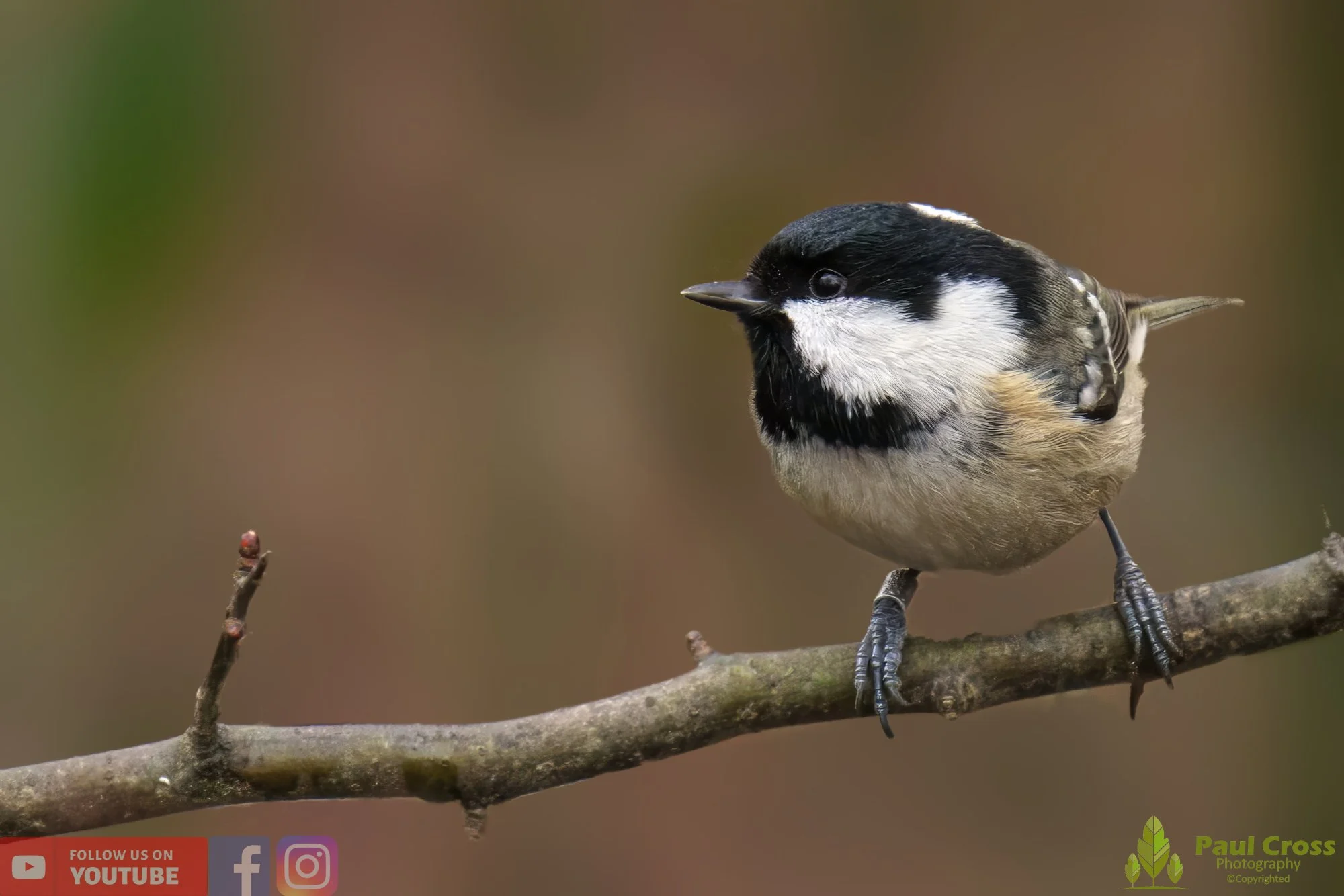 Coal Tit-00136.jpg