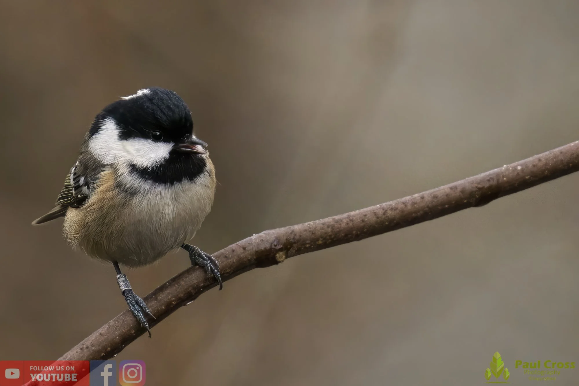 Coal Tit-00137.jpg