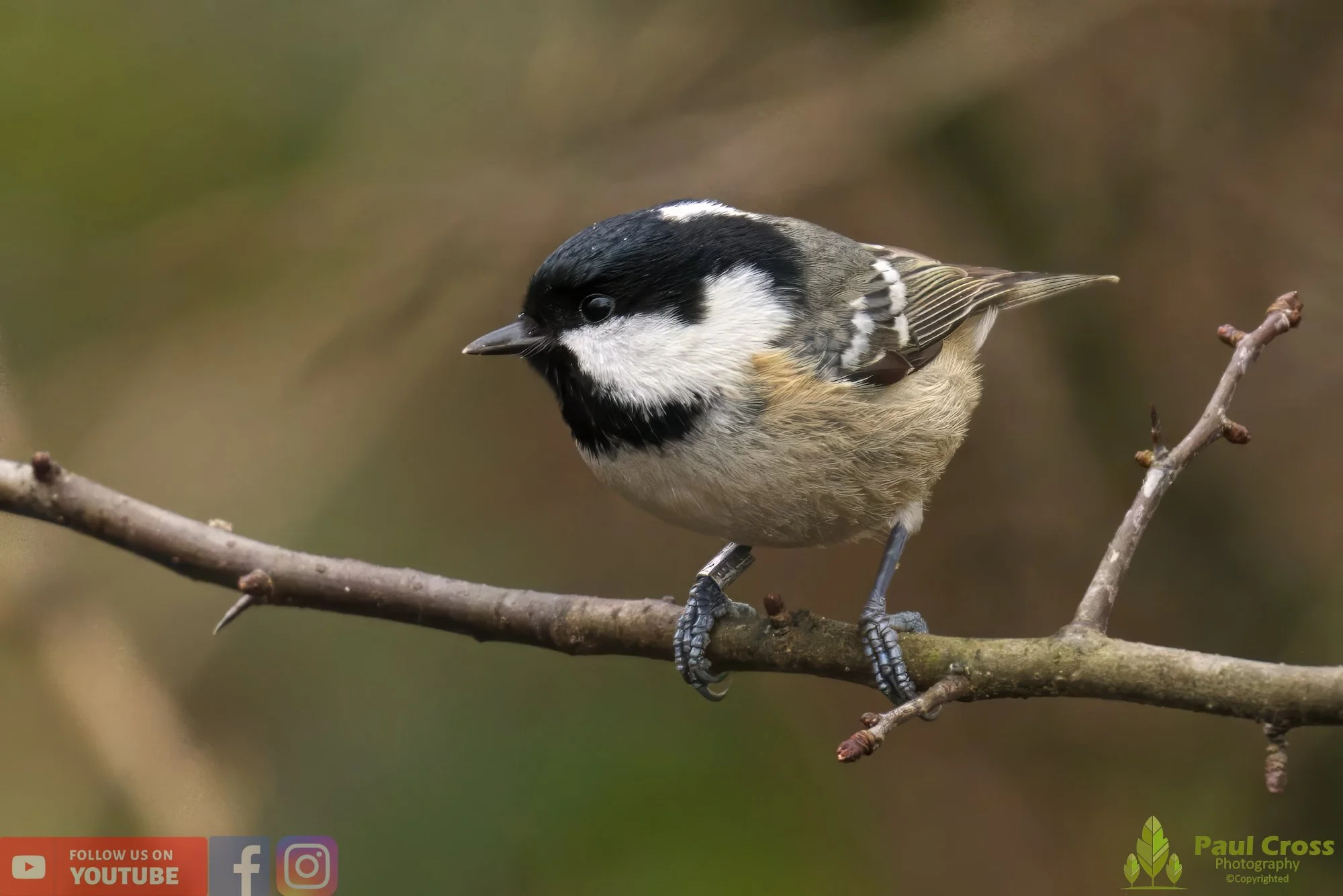 Coal Tit-00139.jpg