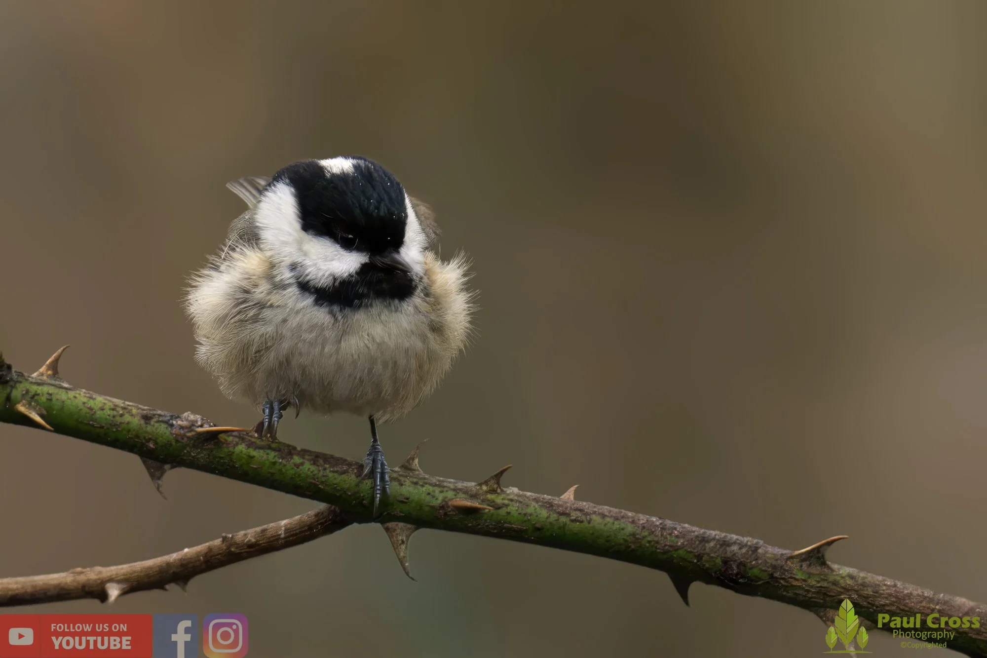 Coal Tit-00140.jpg