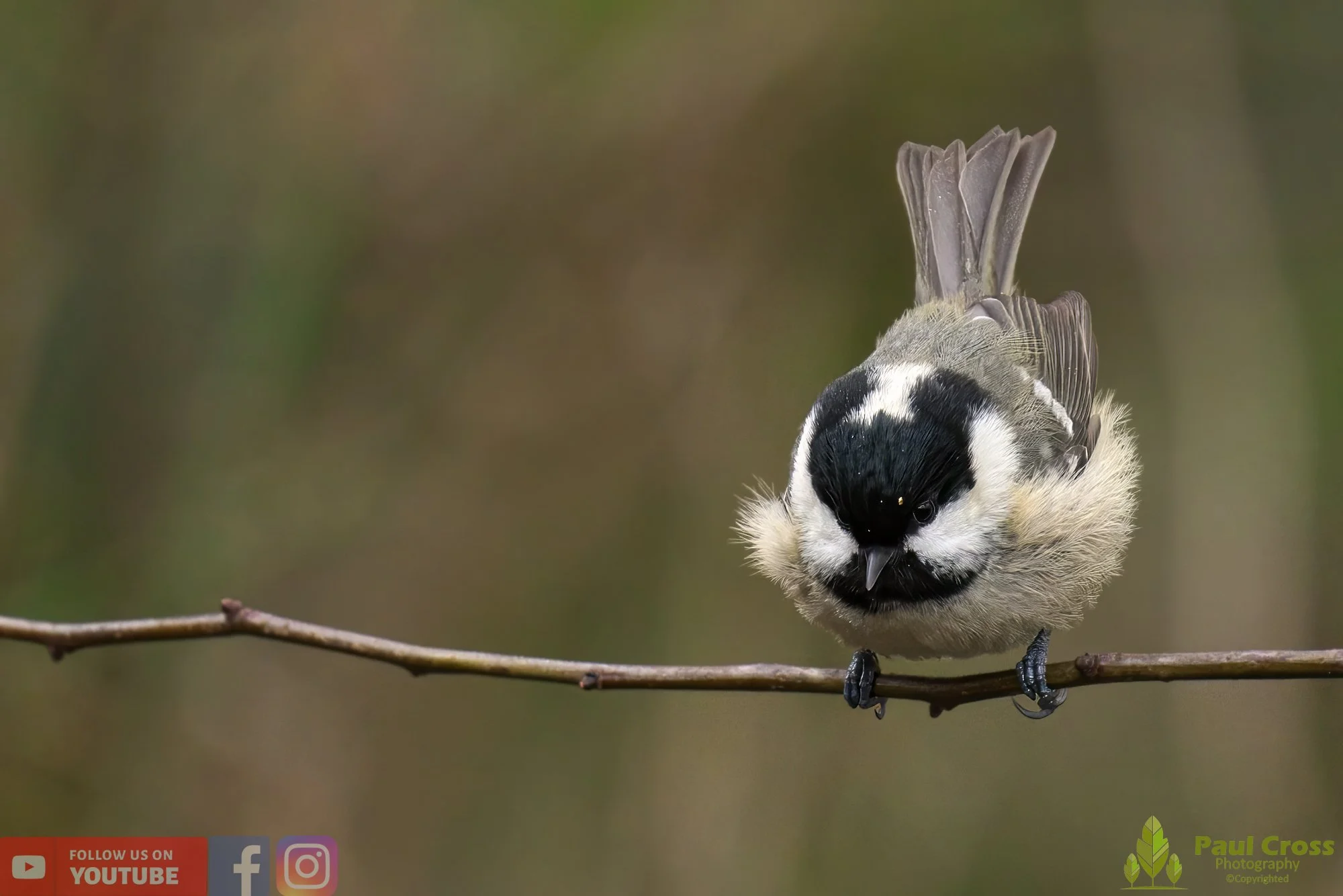 Coal Tit-00141.jpg