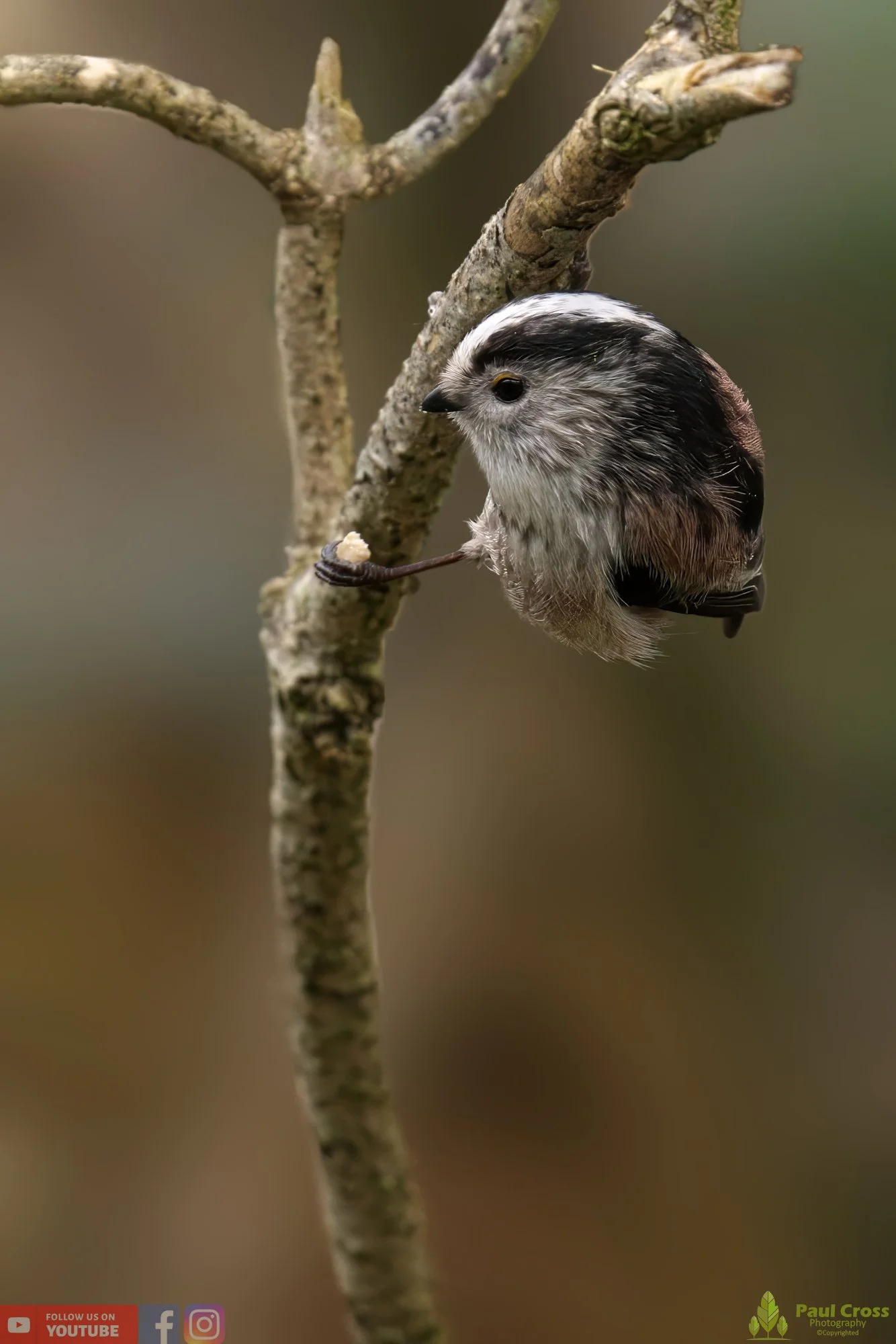 Long Tailed Tit-00296.jpg