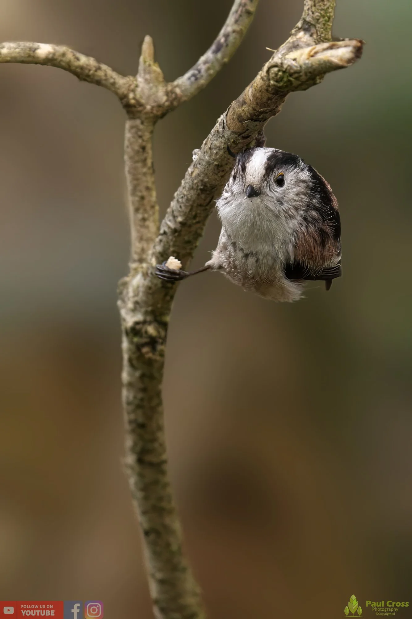 Long Tailed Tit-00297.jpg