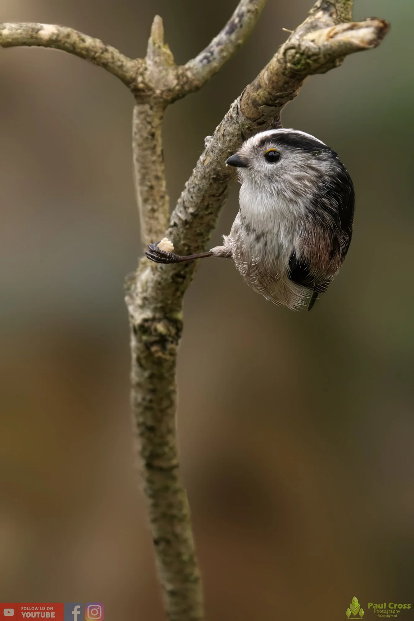 Long Tailed Tit-00298.jpg