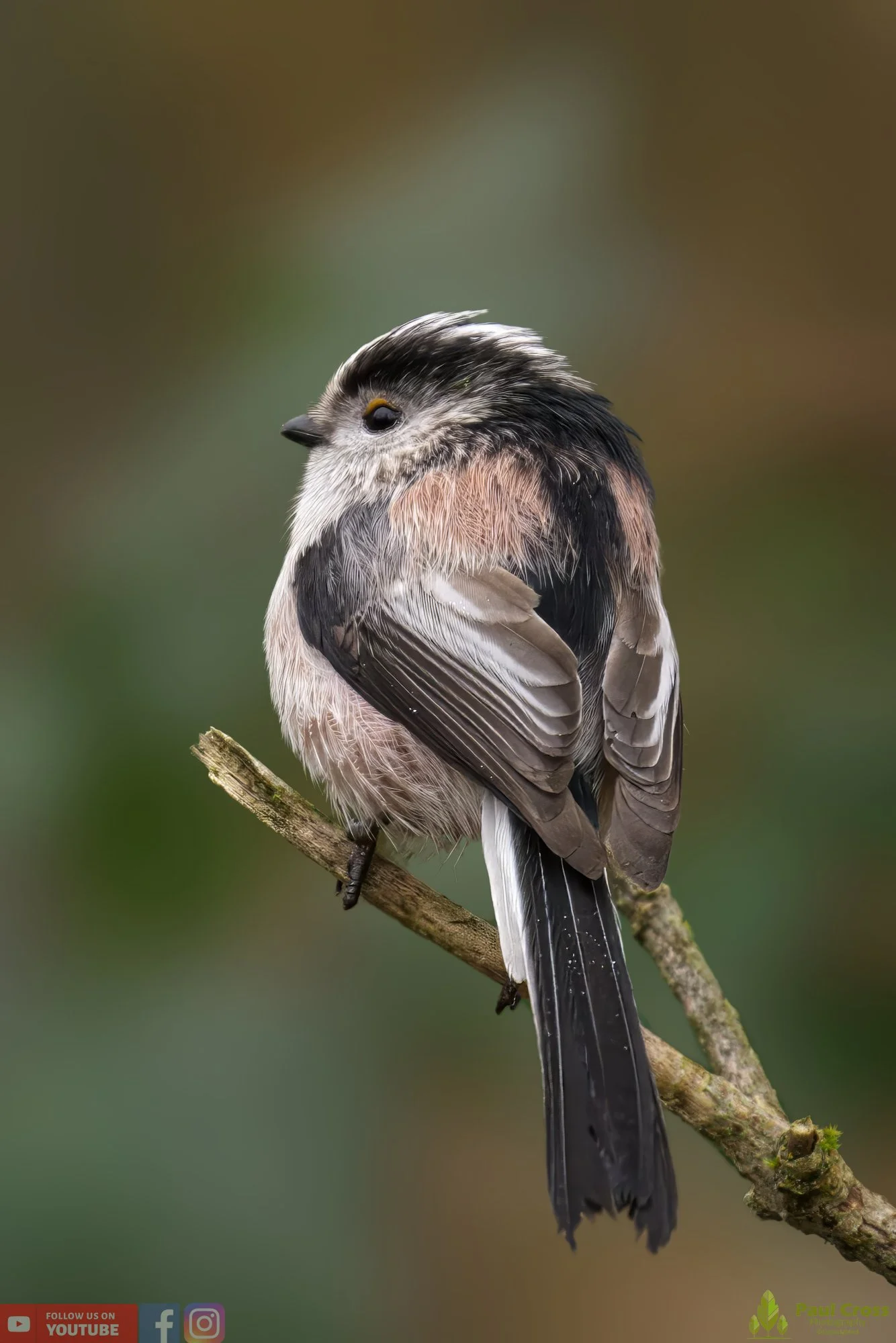 Long Tailed Tit-00299.jpg