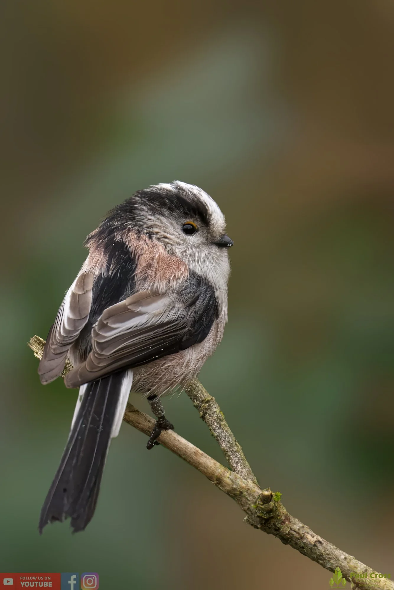 Long Tailed Tit-00300.jpg
