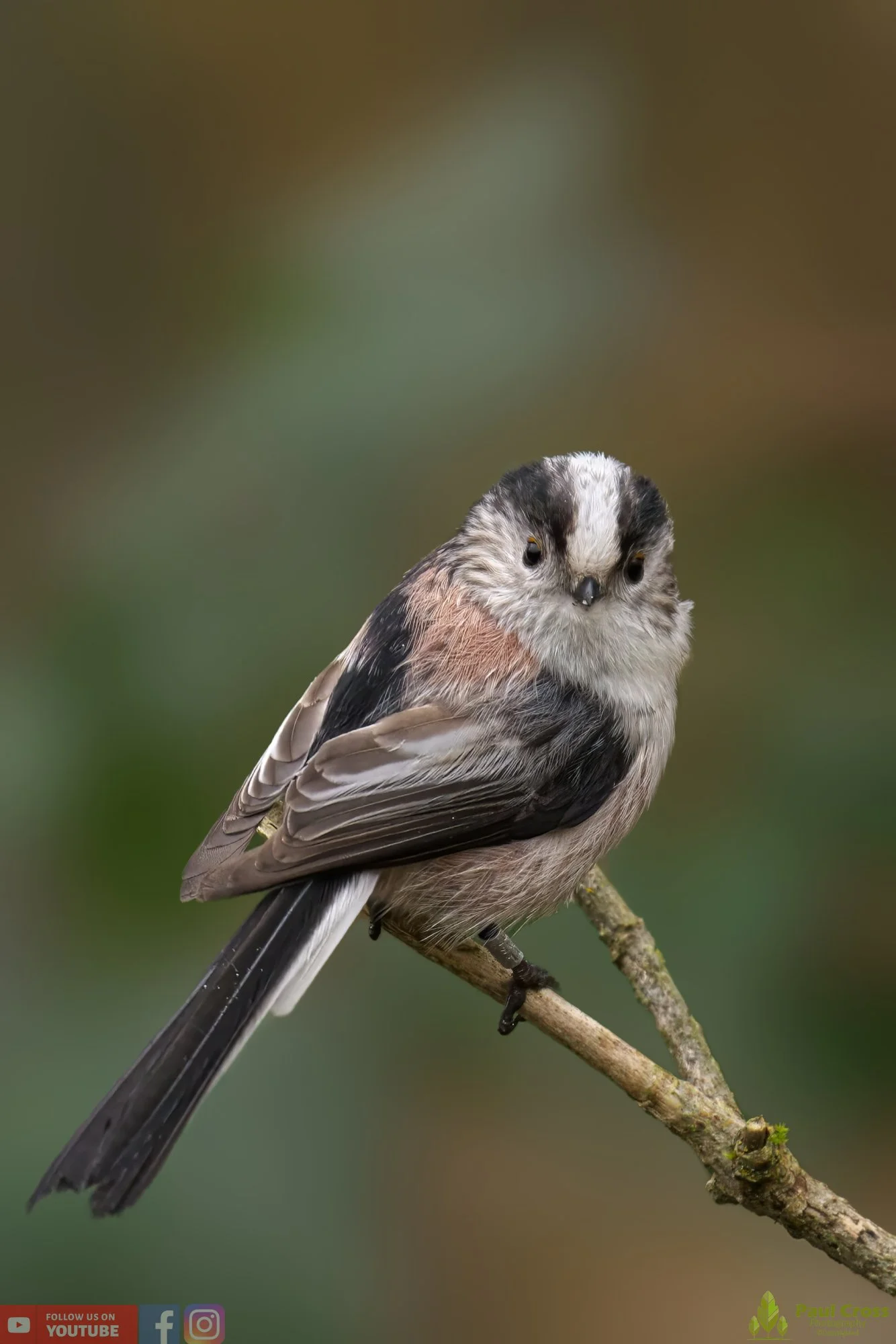 Long Tailed Tit-00301.jpg