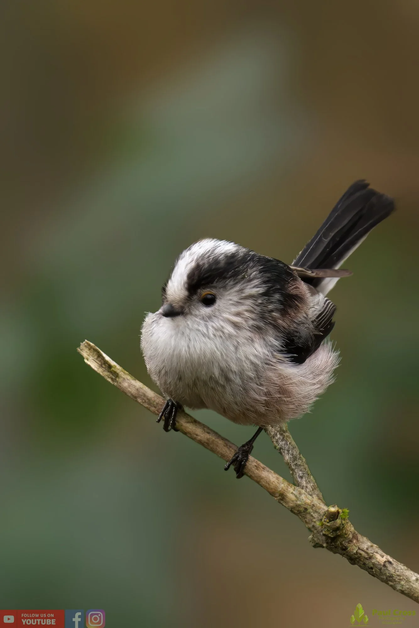 Long Tailed Tit-00302.jpg