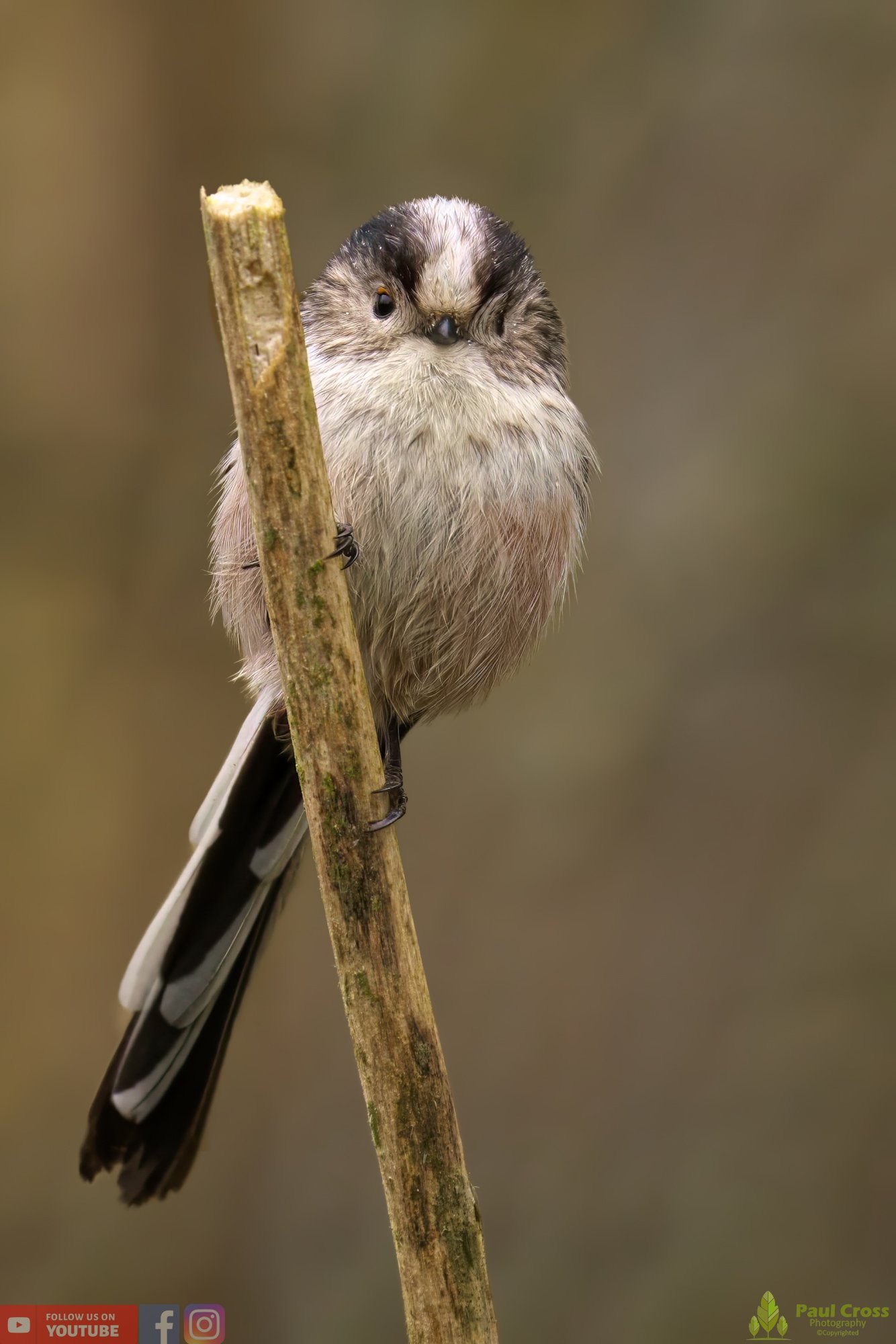 Long Tailed Tit-00303.jpg