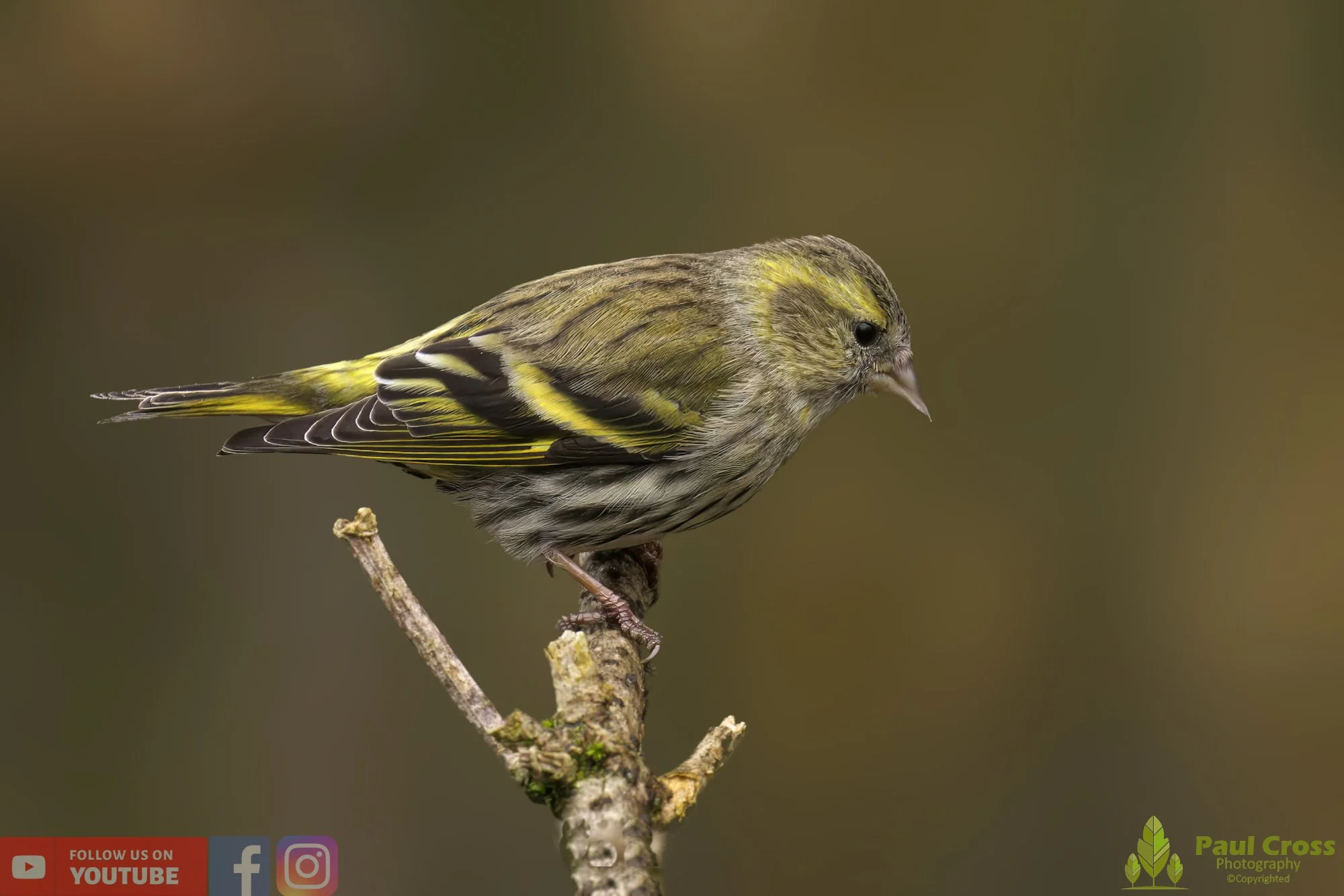Siskin-00139.jpg