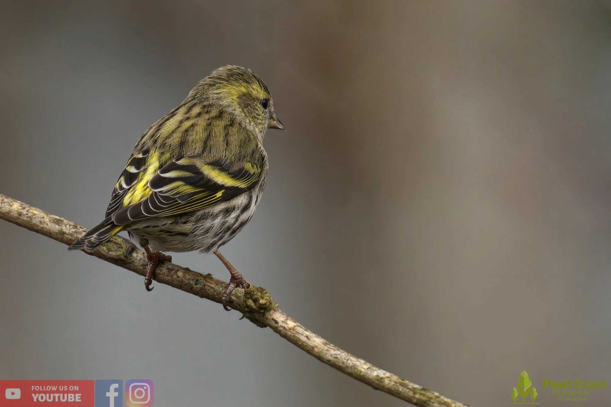 Siskin-00140.jpg