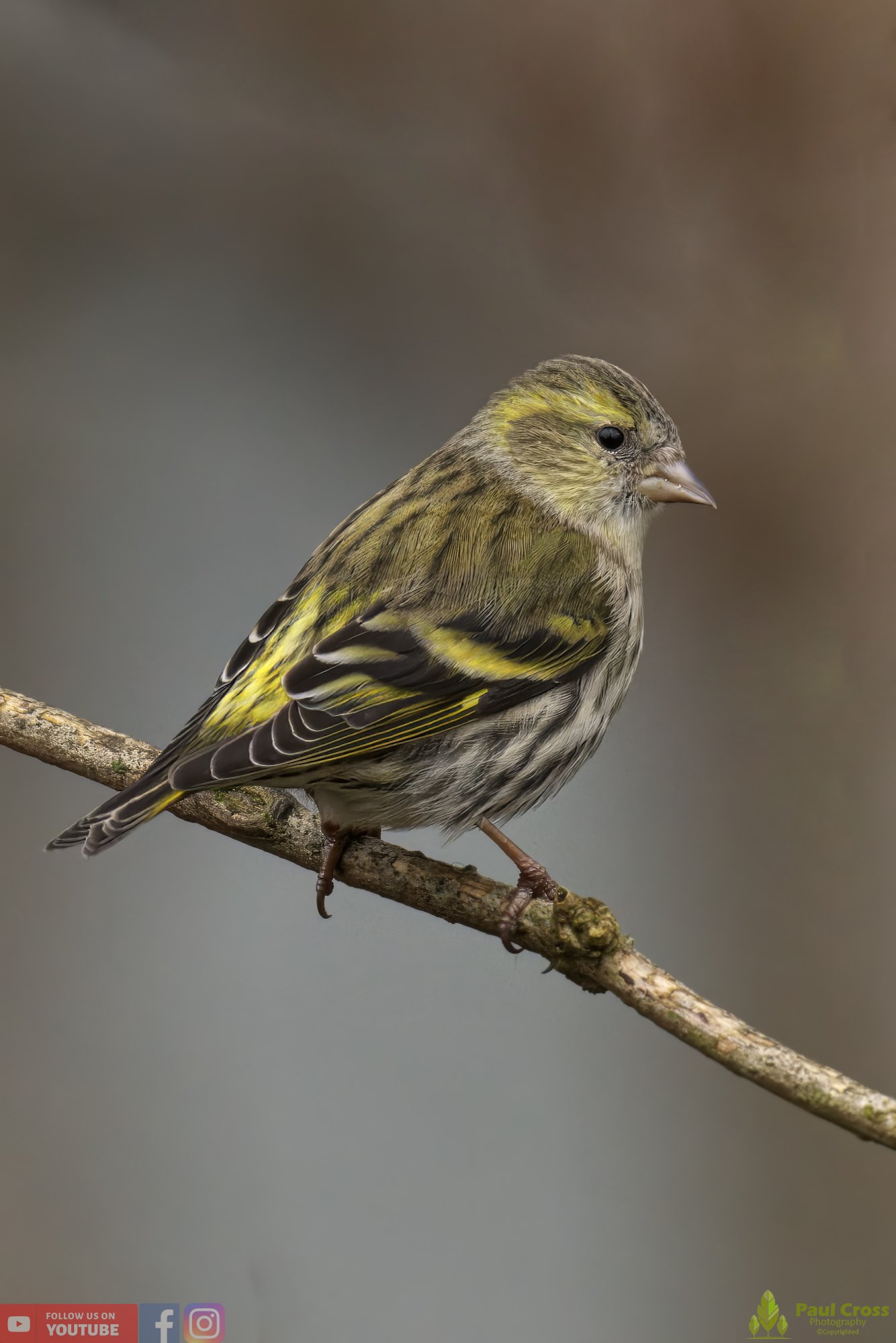 Siskin-00142.jpg