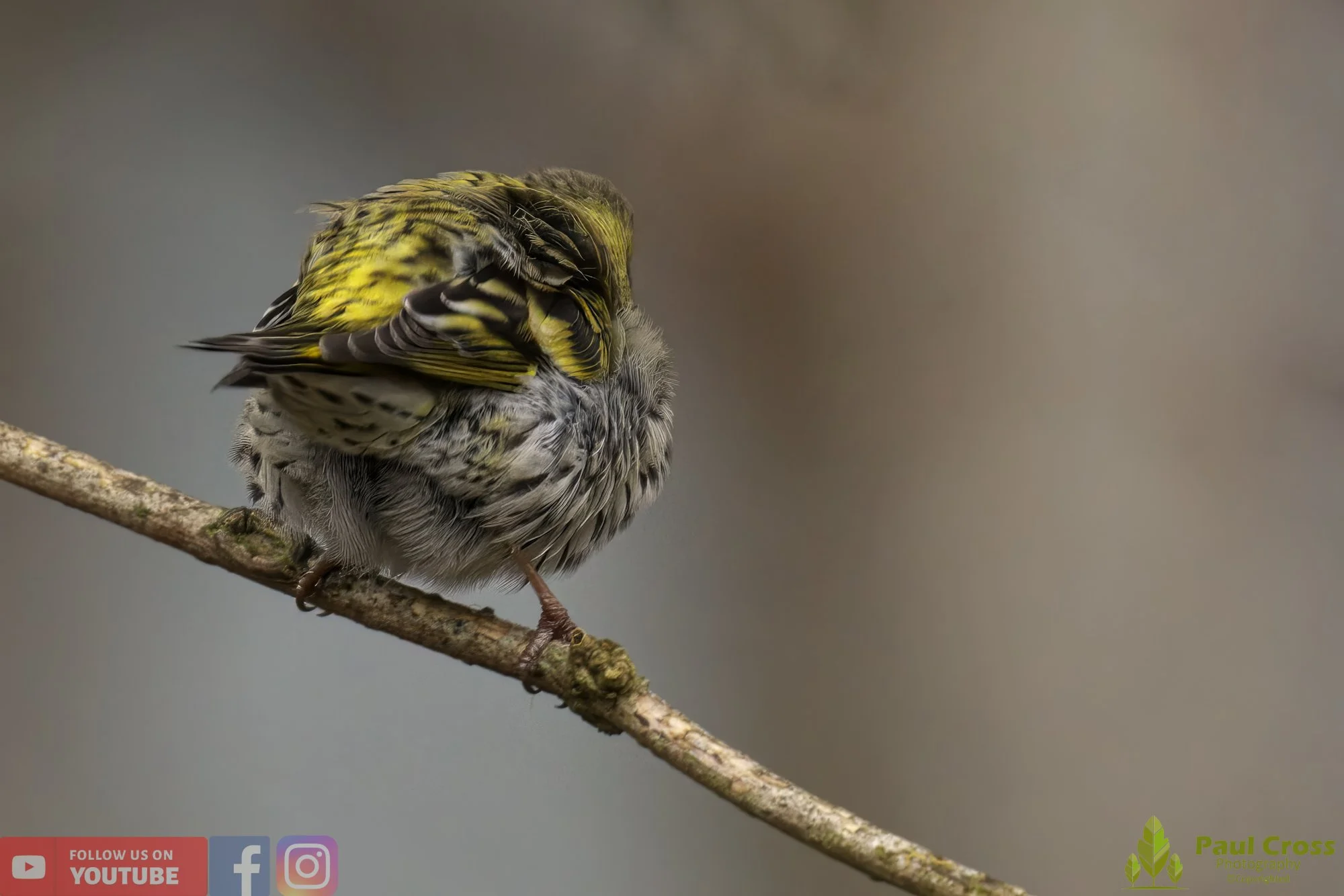 Siskin-00143.jpg