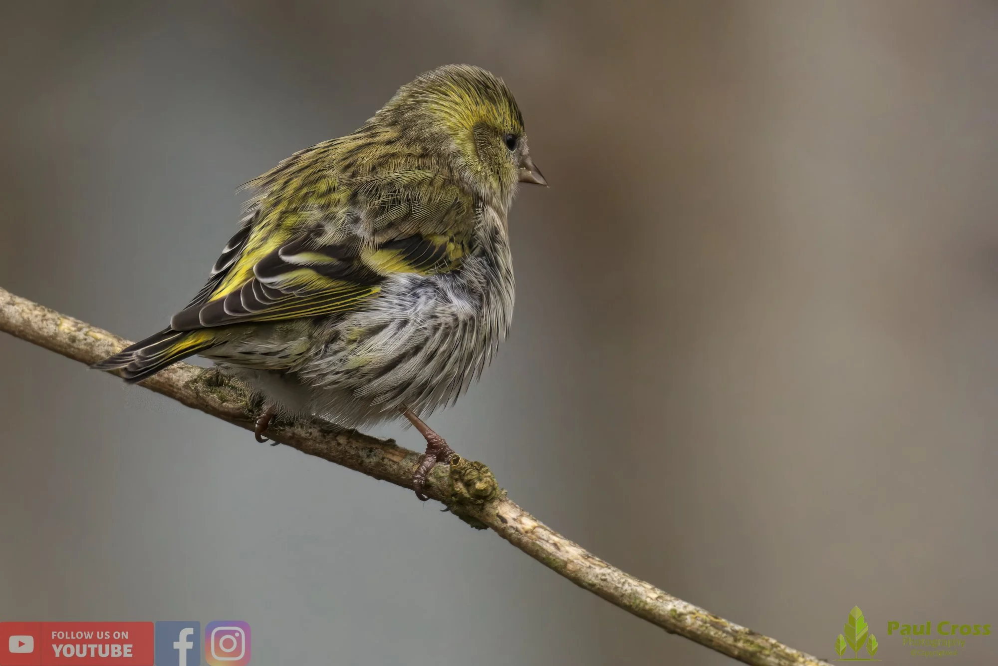 Siskin-00144.jpg