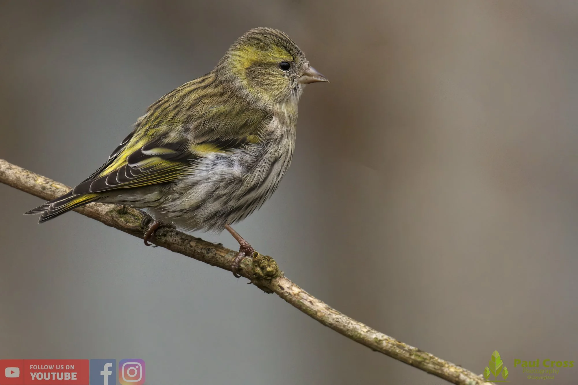 Siskin-00145.jpg