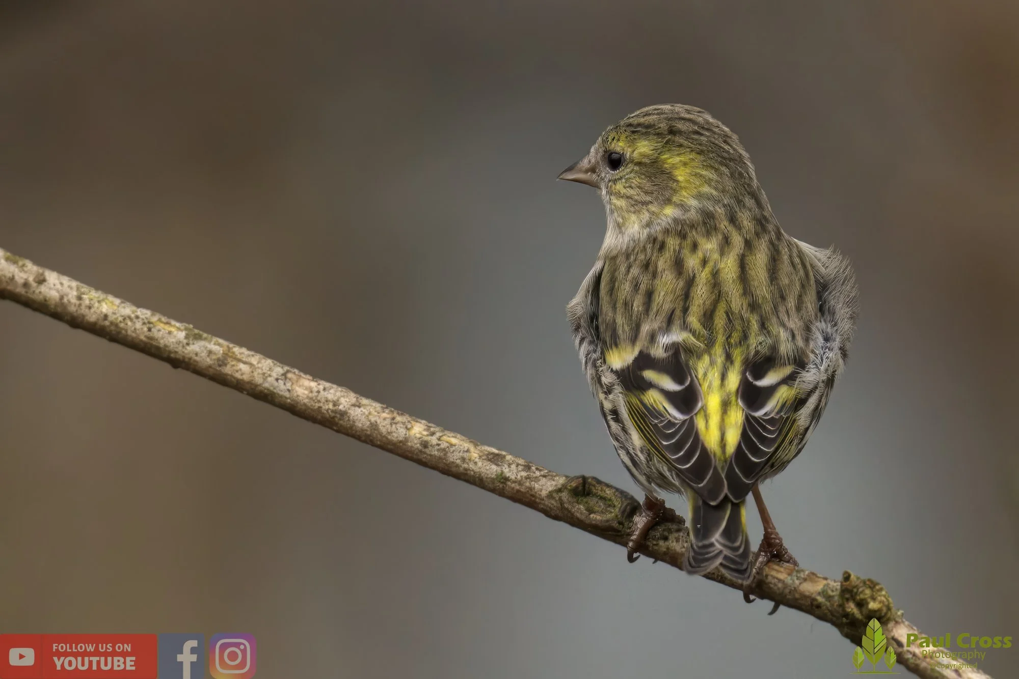 Siskin-00147.jpg