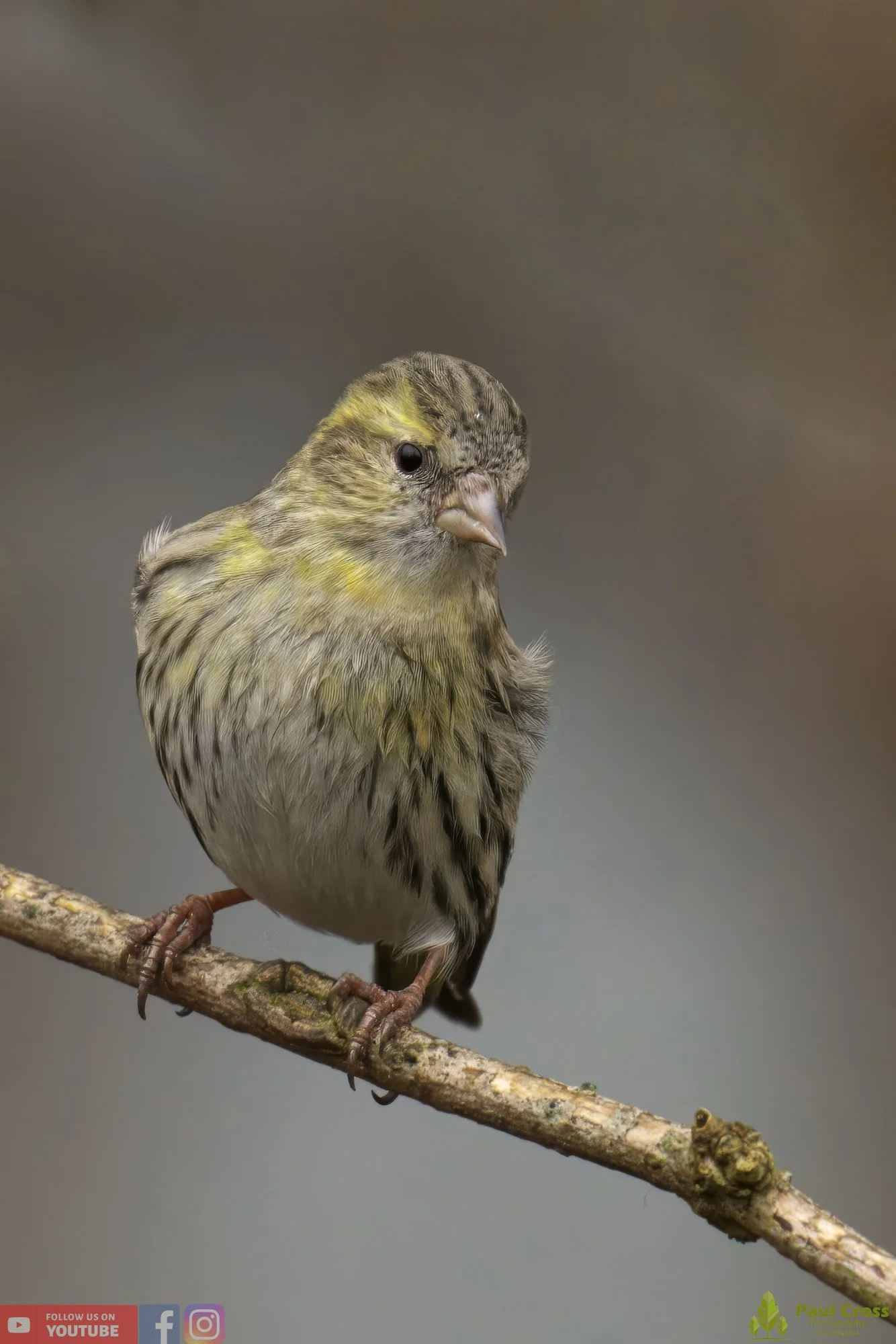 Siskin-00148.jpg