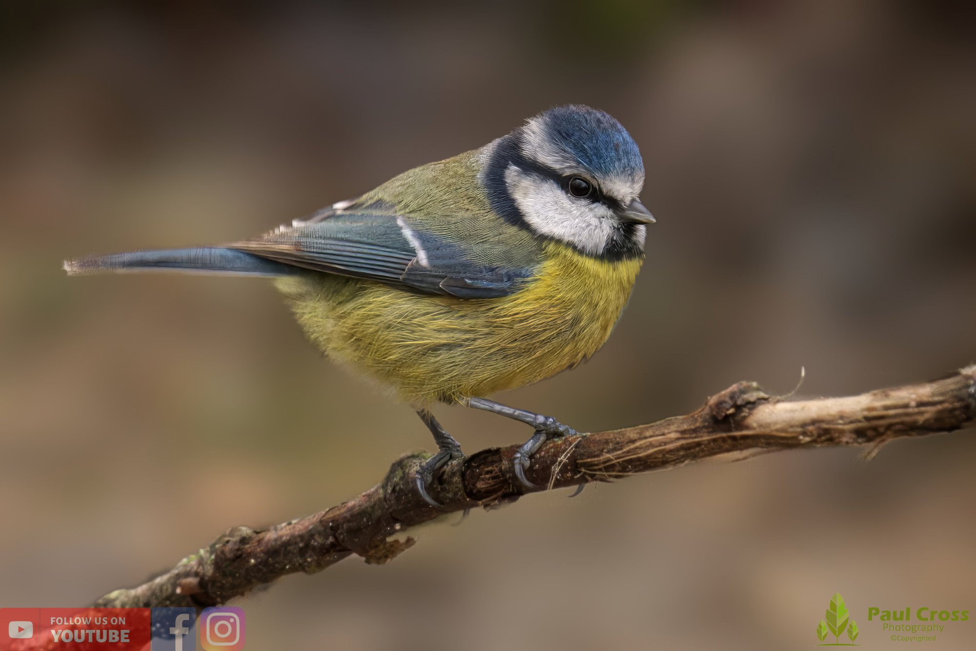 Blue Tit-00870.jpg