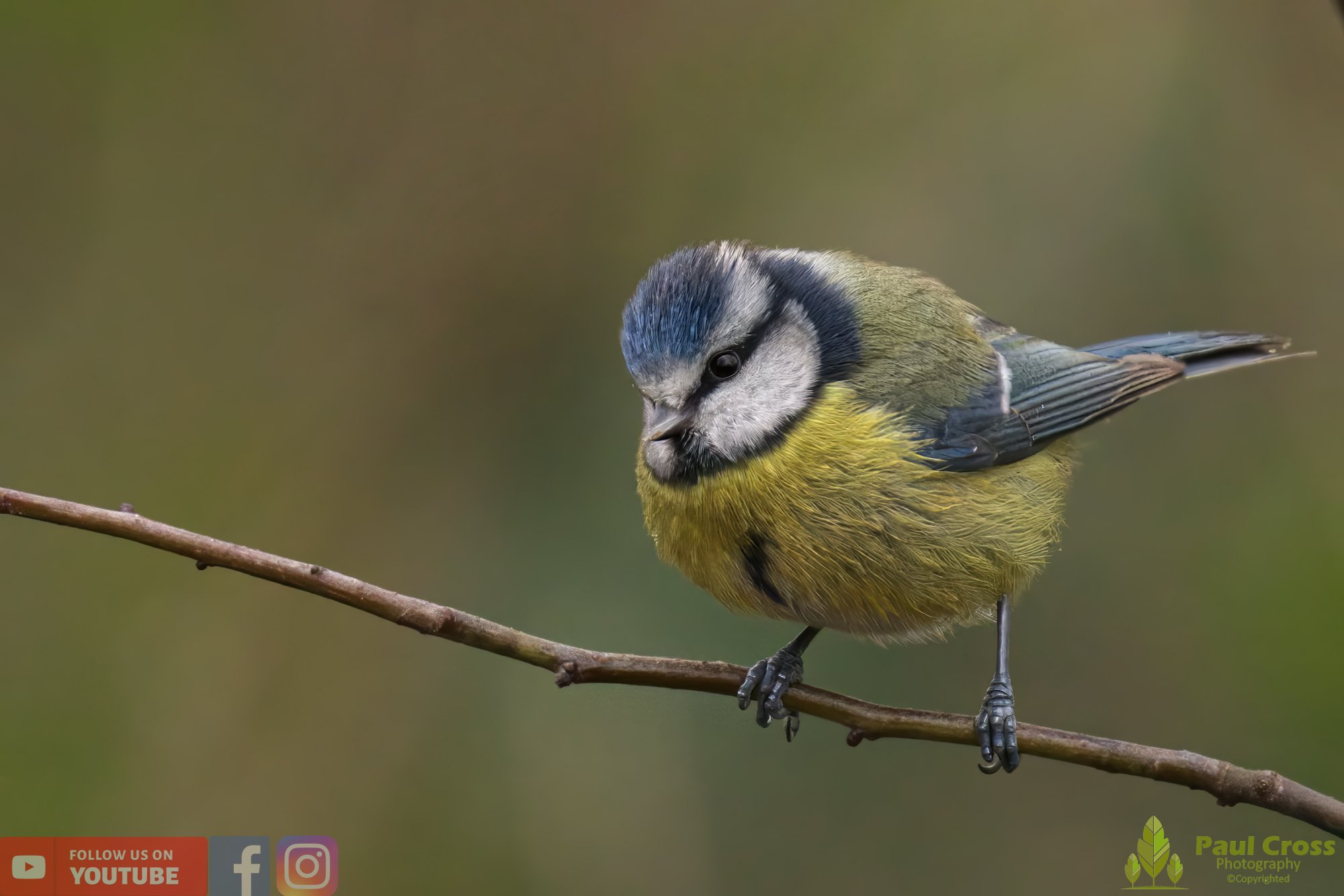 Blue Tit-00871.jpg