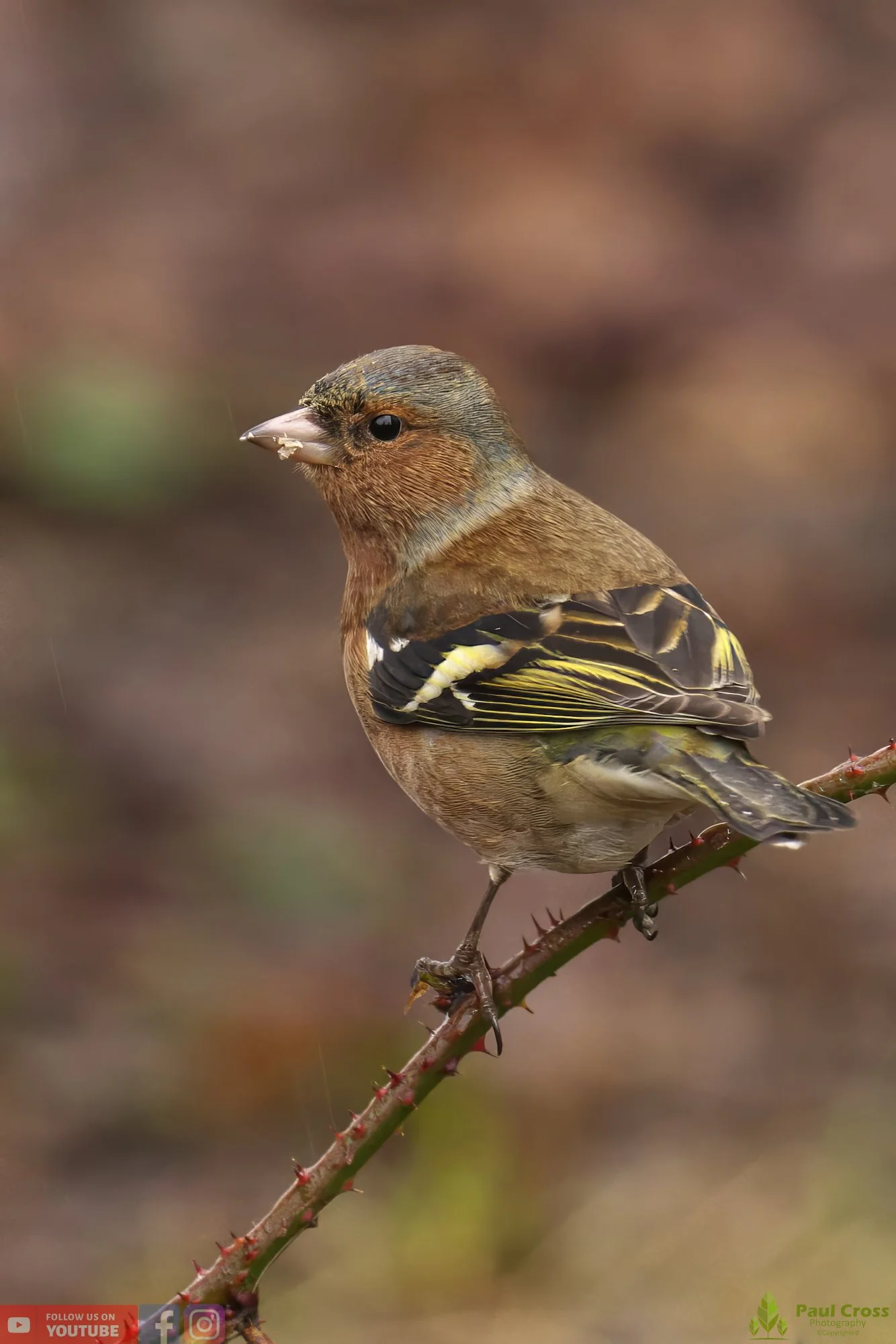 Chaffinch-00087.jpg
