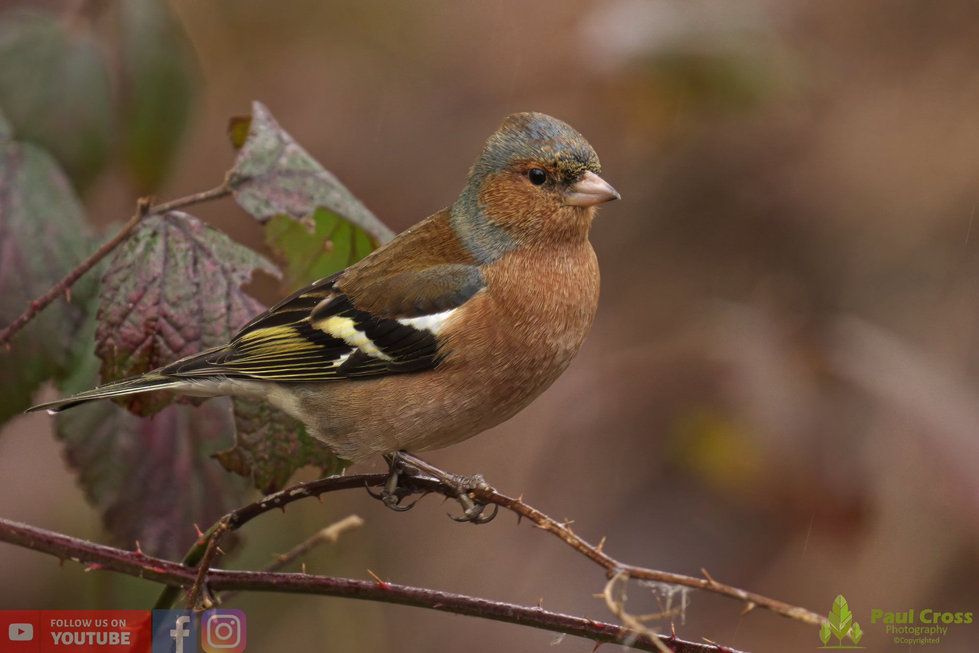 Chaffinch-00088.jpg
