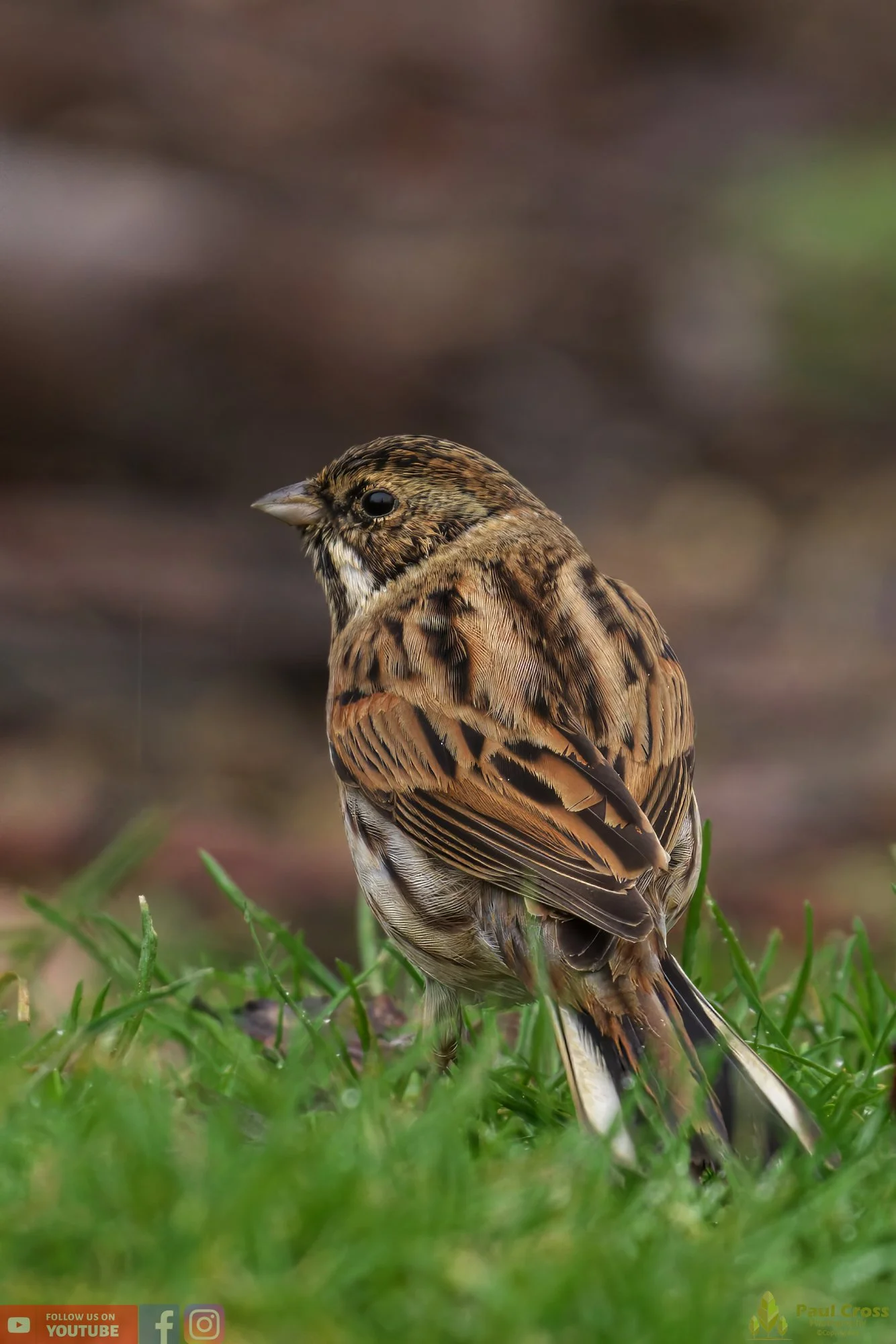 Common Reed Bunting-00056.jpg