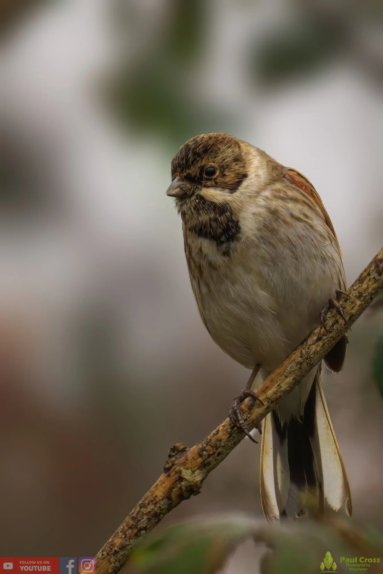 Common Reed Bunting-00057.jpg