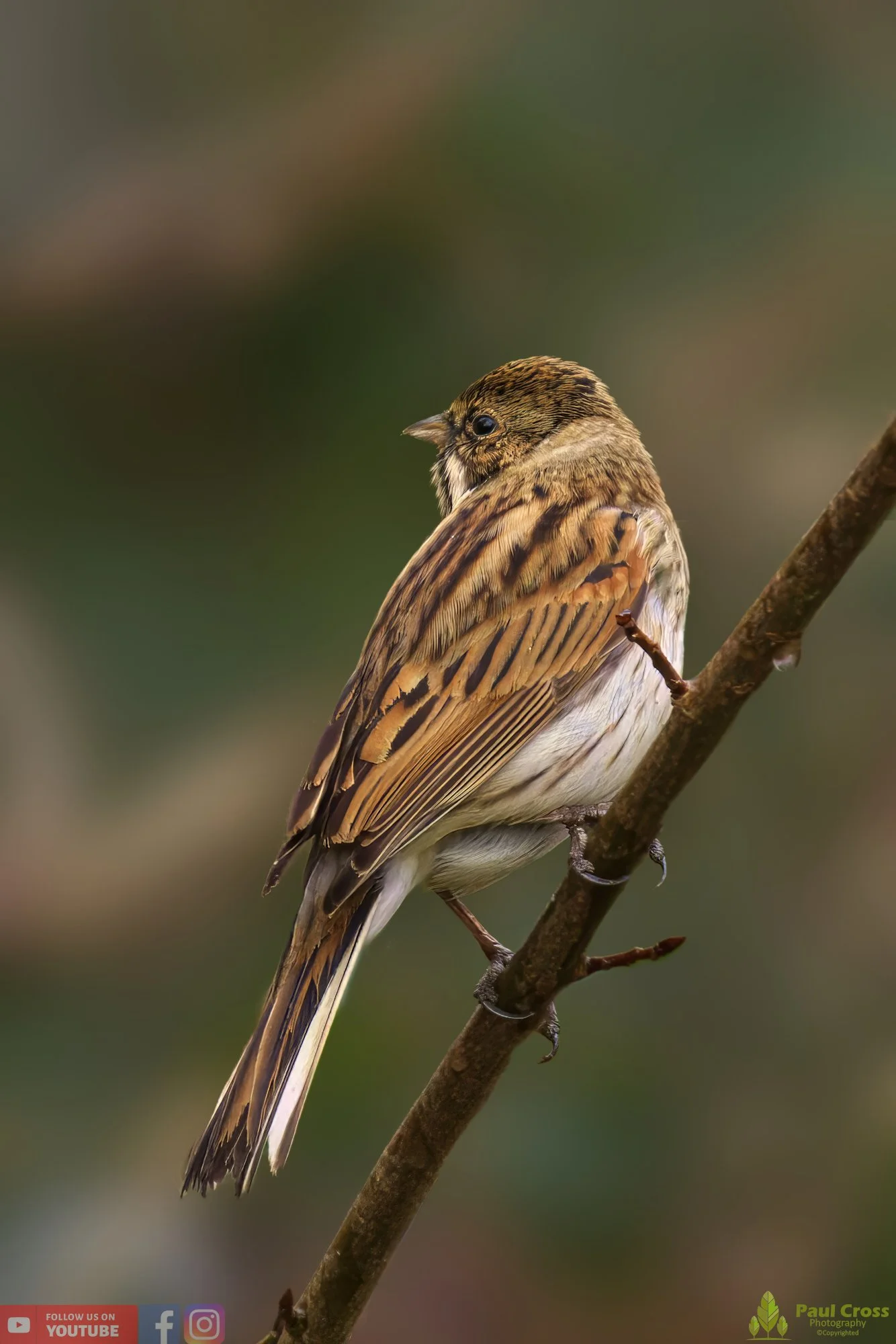 Common Reed Bunting-00058.jpg