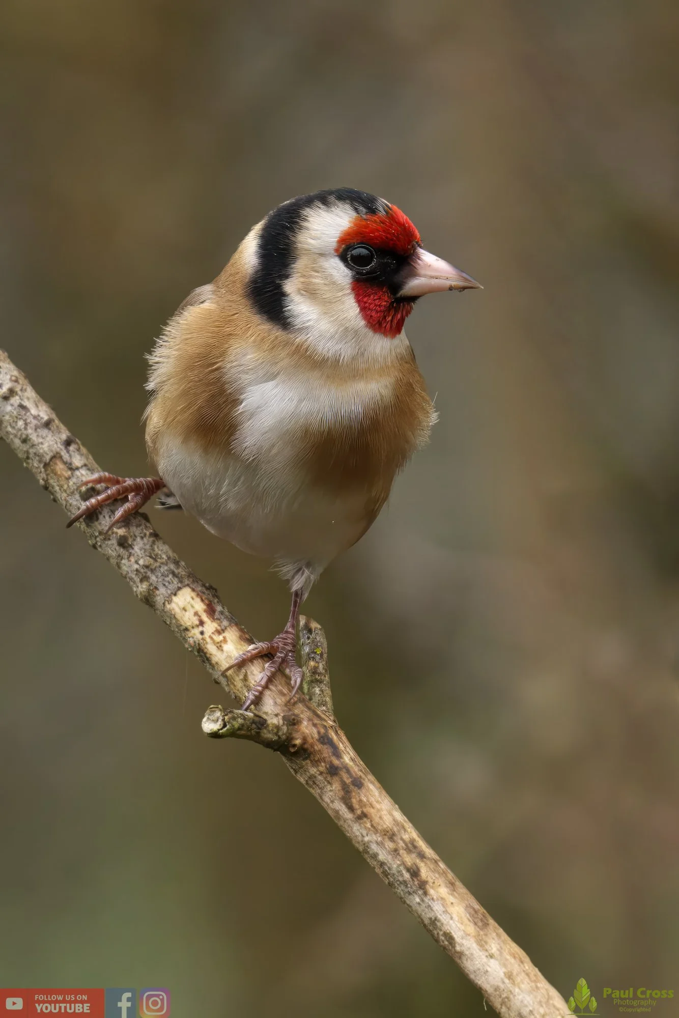 Goldfinch-00208.jpg