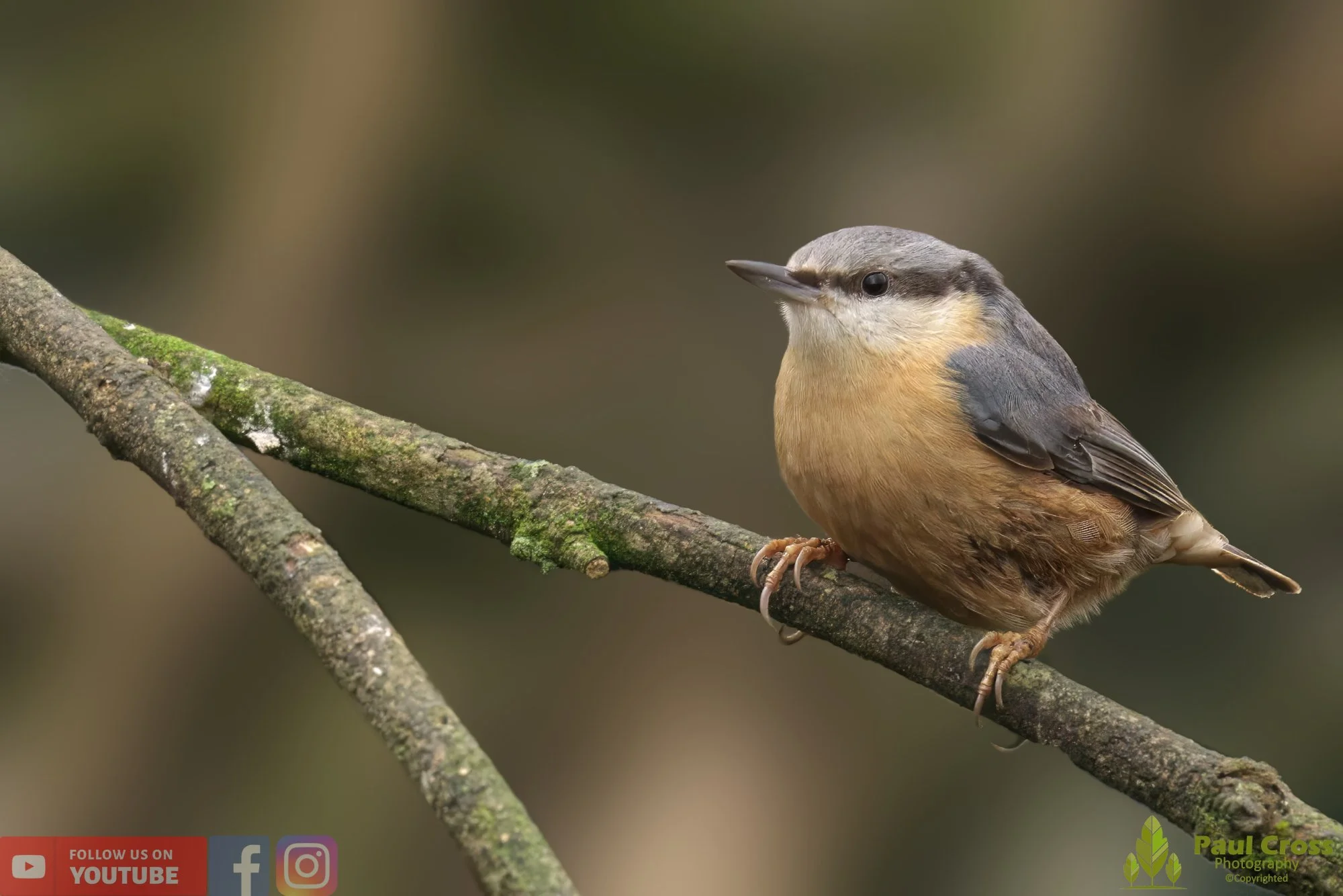 Nuthatch-00213.jpg